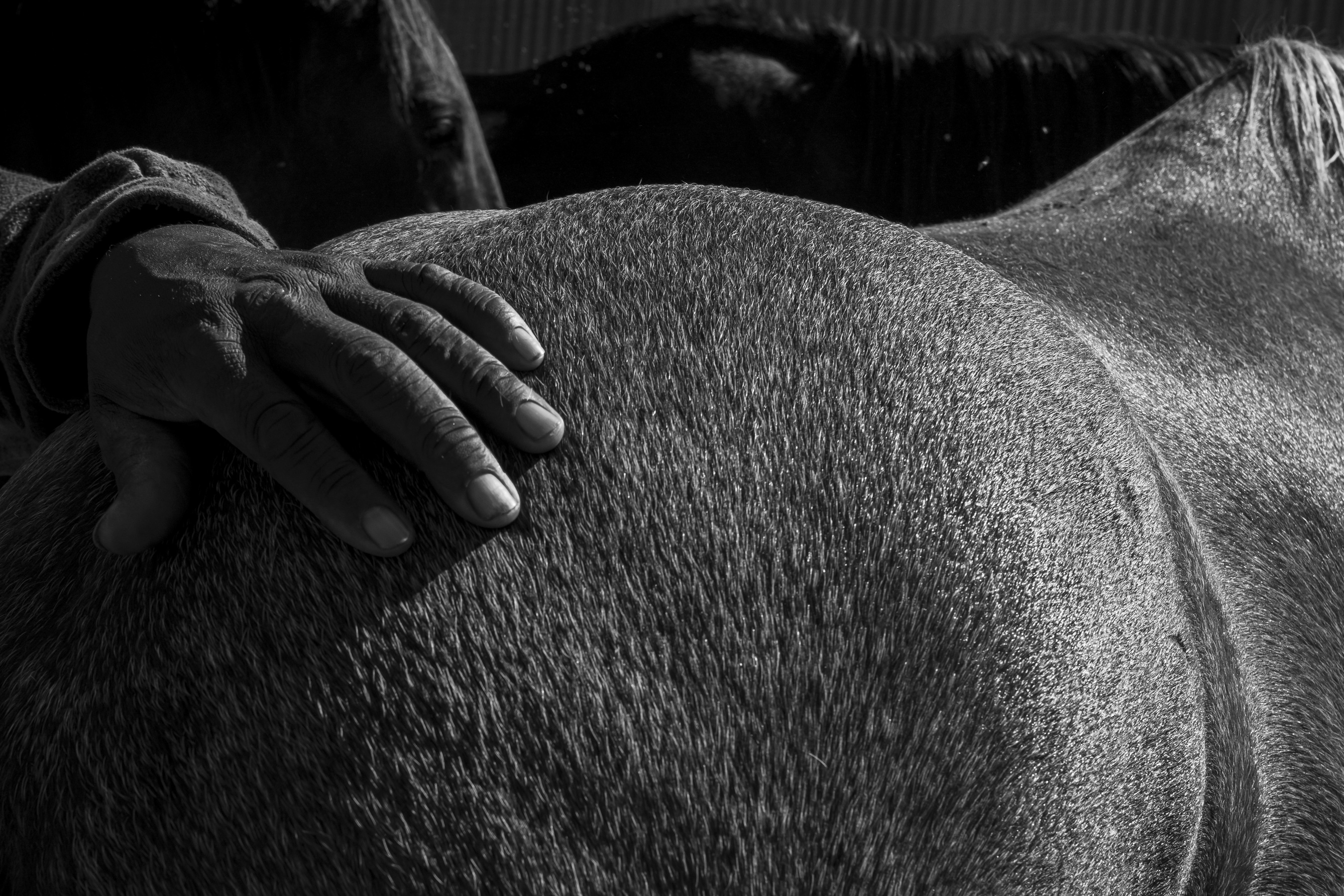 Black and white photograph of a primate's hand resting on the muscular torso of a large animal, likely a horse or similar mammal. The image emphasizes texture and tactile connection through close framing and dramatic lighting that highlights the fur and skin surfaces.