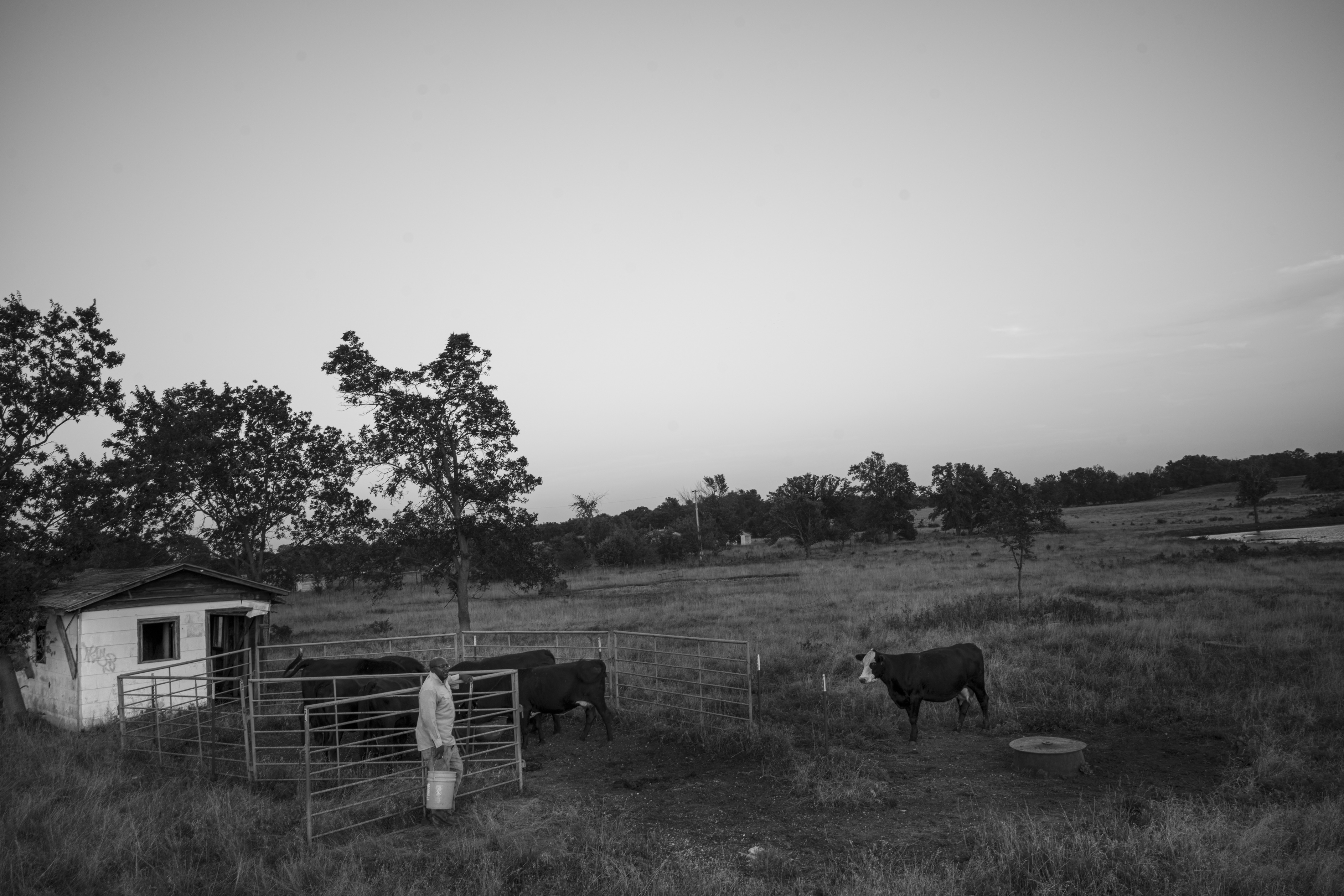 Black and white photograph of a rural ranch landscape with a small white wooden structure on the left, metal cattle gates and fencing, and several dark cattle scattered across dry grassland. Bare trees and distant hills recede into an overcast sky, creating a stark, minimalist composition that emphasizes the isolation of the rural scene.