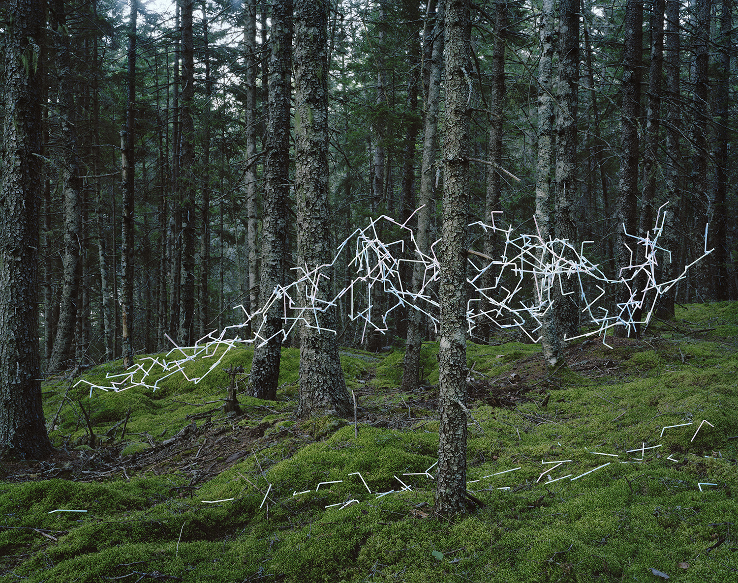 A dense forest of tall evergreen trees with lichen-covered trunks stands behind a moss-covered forest floor. White neon tubing is arranged across the composition in gestural, angular patterns, creating luminous linear forms that contrast sharply against the natural green and gray tones of the woodland setting.
