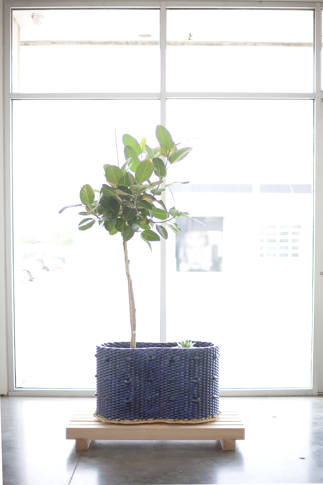 A potted plant with green foliage stands on a wooden platform in front of a large window. The plant is housed in a textured blue ceramic planter with a woven base, creating a minimalist indoor installation with soft natural light.