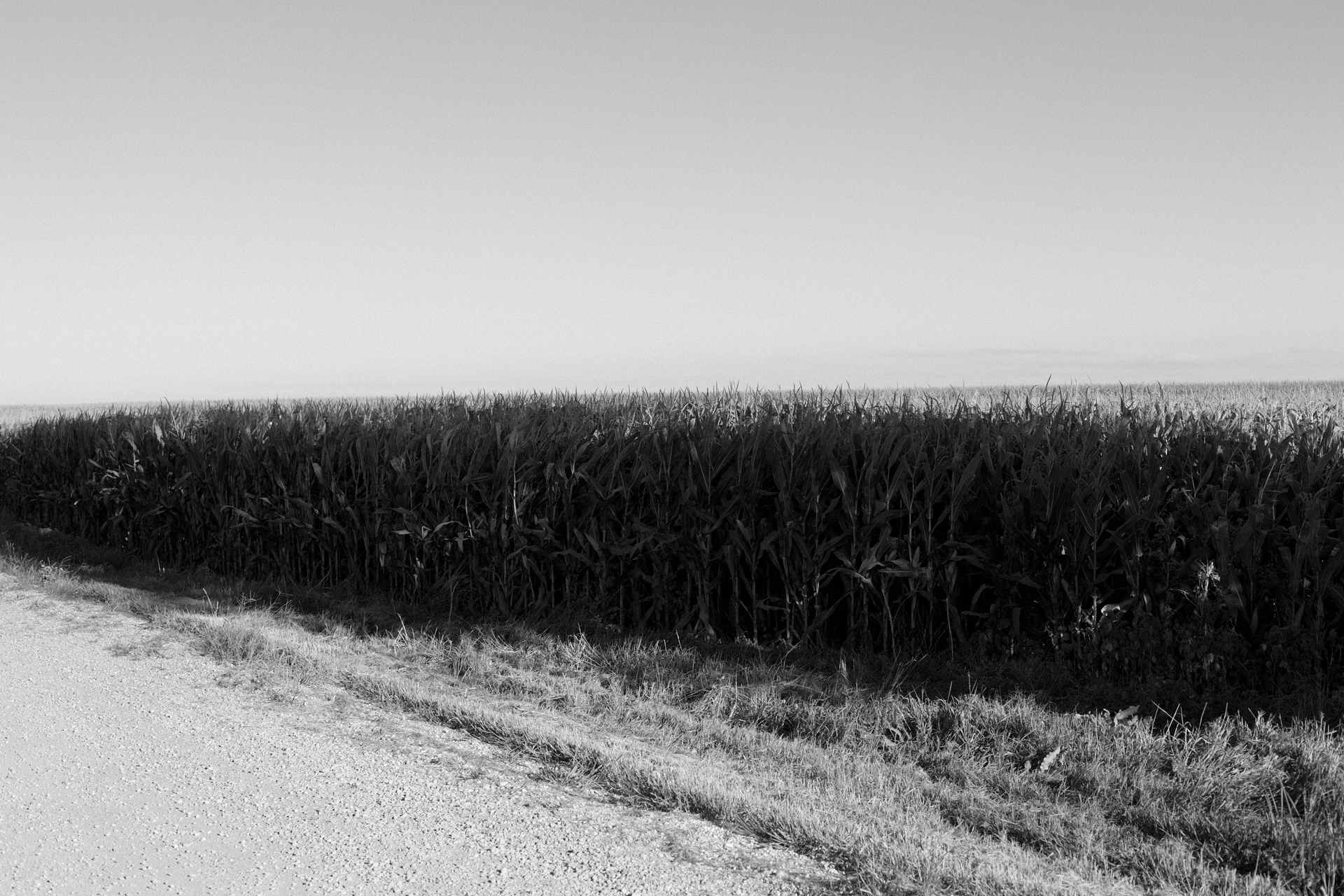 Black and white photograph of a vast cornfield under an overcast sky, with a dirt road and sparse grasses in the immediate foreground. The composition emphasizes the stark horizontal divide between the dense crop and the pale, featureless sky, creating a minimalist landscape study in tonal contrast.