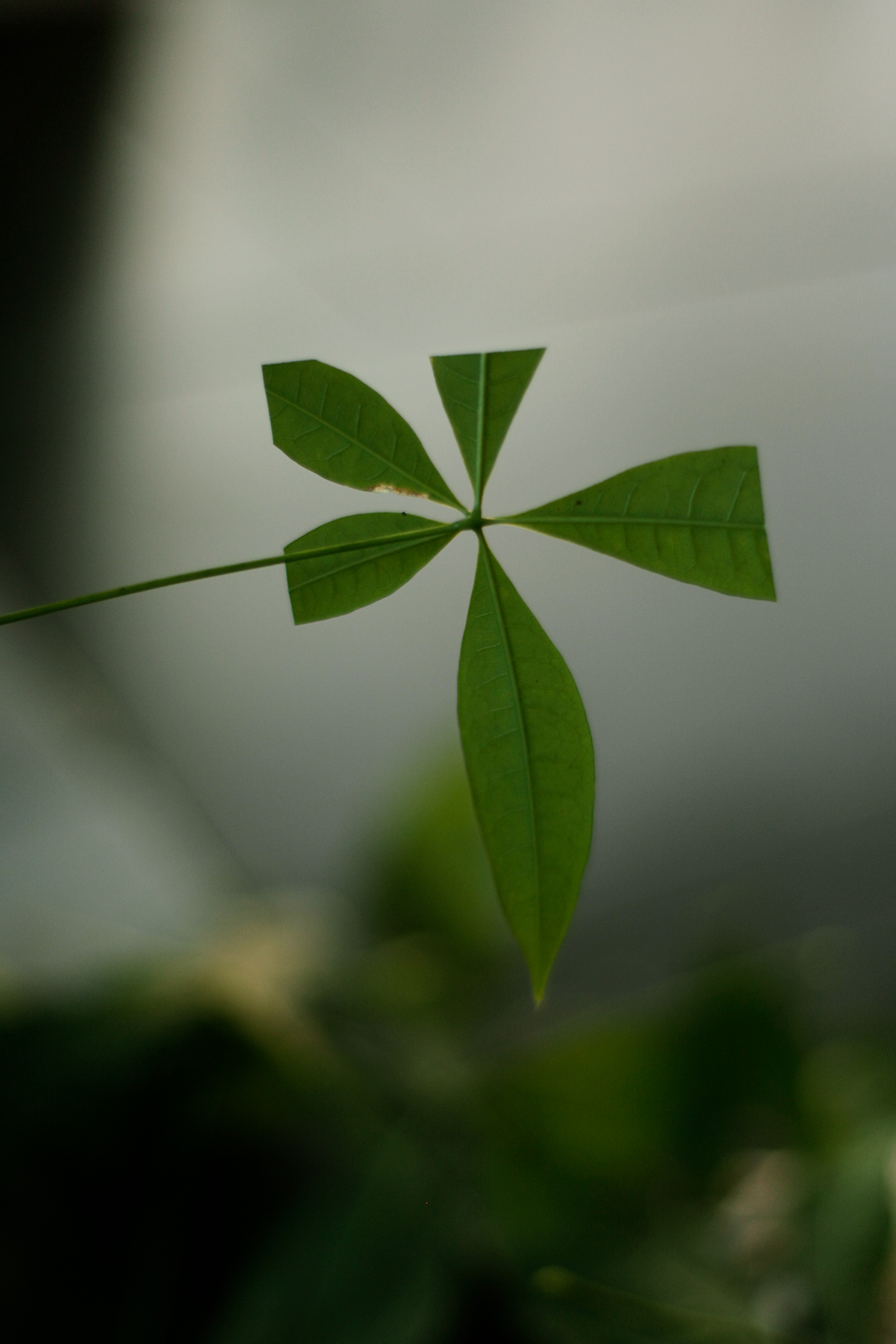 A delicate green leaflet arrangement radiates outward from a central stem against a soft, blurred gray background. Seven elongated leaves fan outward in a symmetrical, pinwheel-like composition, creating a minimalist botanical study in verdant tones.