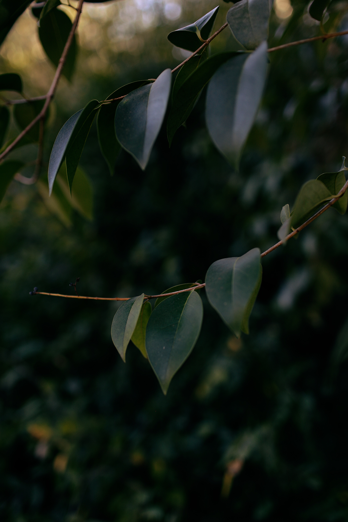Delicate eucalyptus leaves arranged on slender branches catch soft, diffused light against a dark, blurred background. The foliage displays translucent qualities with warm golden and cool green tones, creating an intimate, contemplative study of natural forms.