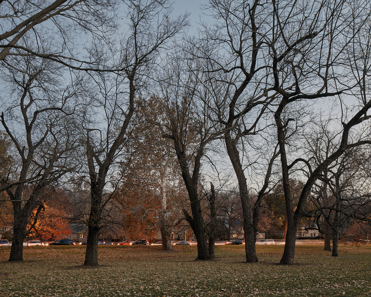 Bare deciduous trees with dark trunks stand in an open grassy field, their branches creating intricate silhouettes against a pale sky. Autumn-colored buildings and parked cars are visible in the distance beyond the tree line.