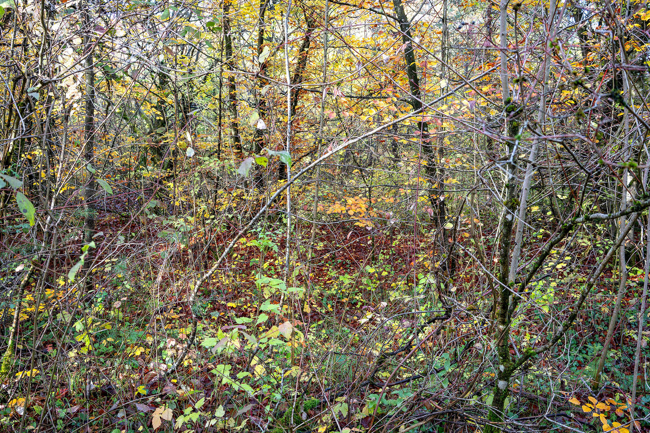 Dense autumn forest thicket with overlapping bare and sparsely leafed branches in shades of yellow, green, brown, and gray, creating a complex, layered composition with minimal depth of field.