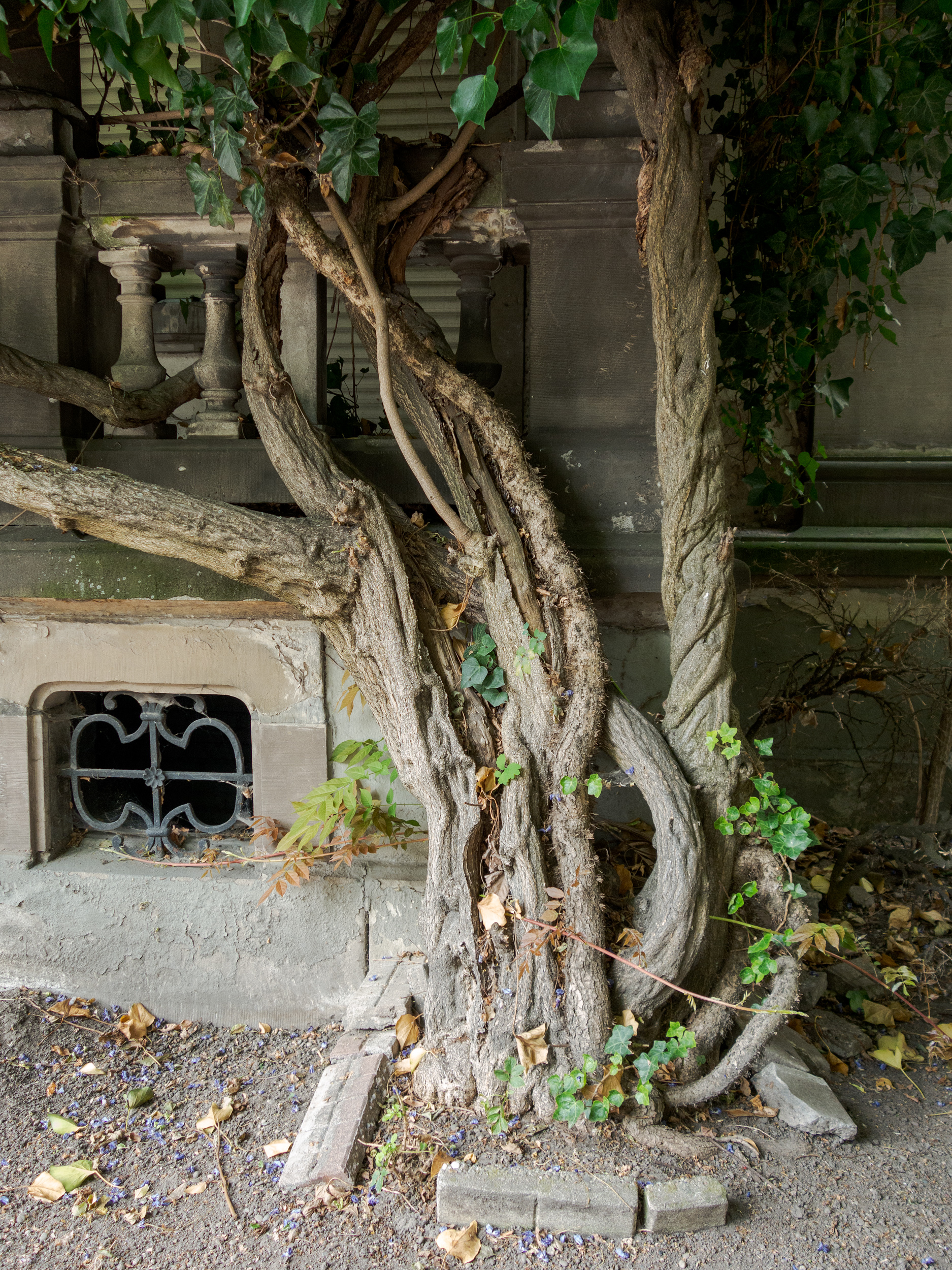 Gnarled tree trunks with pale, weathered bark grow against a deteriorating concrete building facade, their twisted branches bearing sparse green foliage. Ivy and climbing plants scale the gray walls, while an ornamental metal window grate and classical stone urn are partially obscured by the encroaching vegetation and fallen leaves.