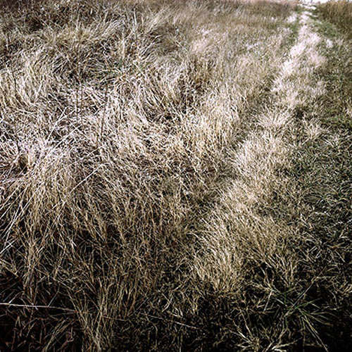 Aerial view of dense, dry grassland with alternating bands of golden and dark vegetation creating a striped pattern across the landscape. The grasses appear parched and dormant, with subtle variations in tone and texture suggesting natural growth patterns or land management divisions.