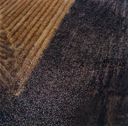 Aerial view of a field divided into sections of contrasting textures and colors—golden-brown plowed furrows on the left transitioning to a dark, densely speckled surface on the right, creating a stark geometric composition.