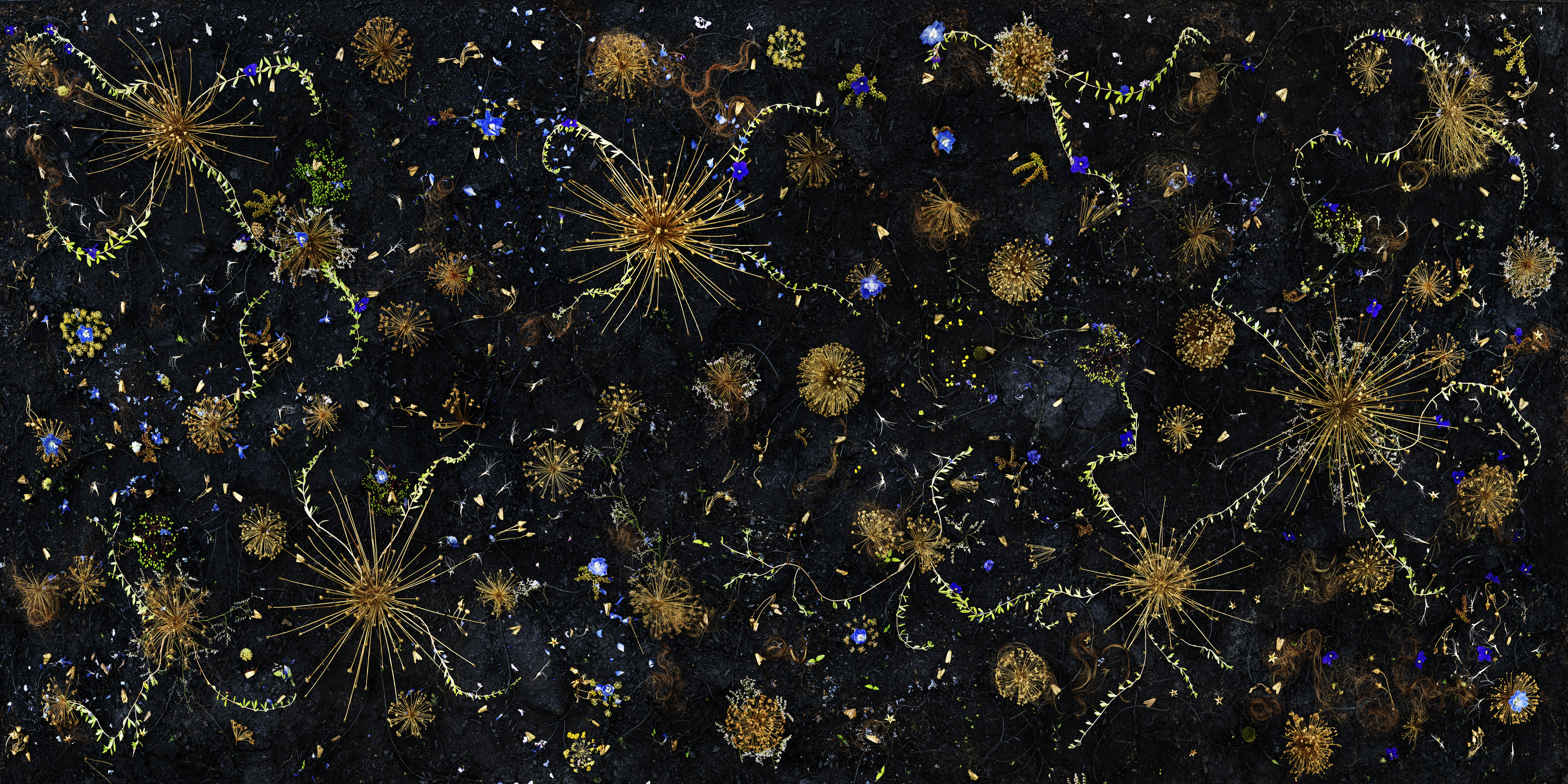 Abstract composition on dark background featuring luminous botanical and geometric forms in gold, blue, and chartreuse. Radiating starburst patterns and delicate branching structures scatter across the surface alongside spherical clusters and dotted shapes, creating an intricate, dreamlike celestial or microscopic landscape.