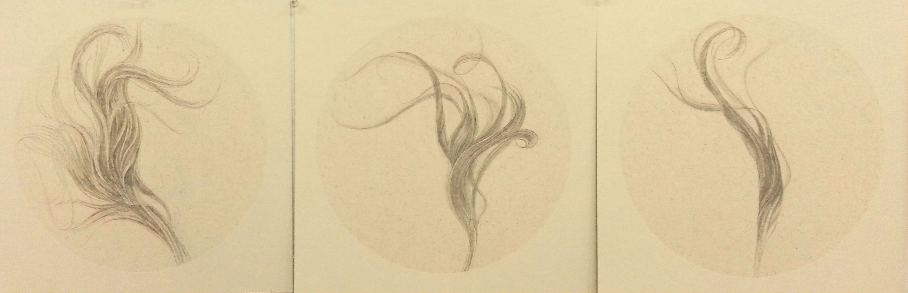 Three delicate ink drawings on cream-colored paper depicting organic, flowing forms with curling tendrils and wispy, hair-like strands rendered in soft gray and black tones. The sketches are arranged horizontally across the page with subtle variations in composition and movement.