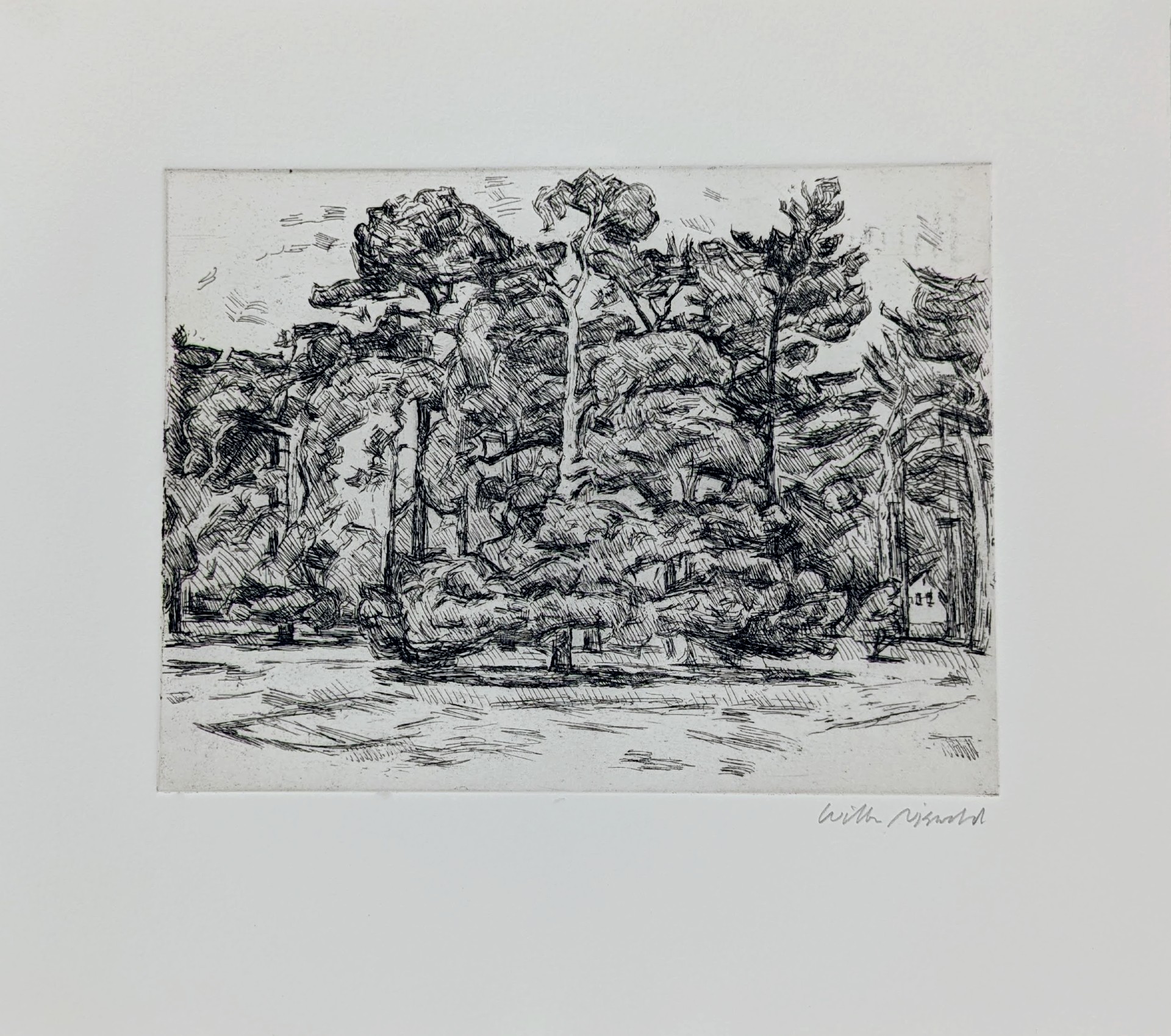 Dense forest landscape rendered in black ink with rapid, gestural hatching lines. Tall pine trees dominate the composition, their trunks and foliage creating a layered, textured canopy against a light ground, with an open foreground suggesting a clearing or water's edge.
