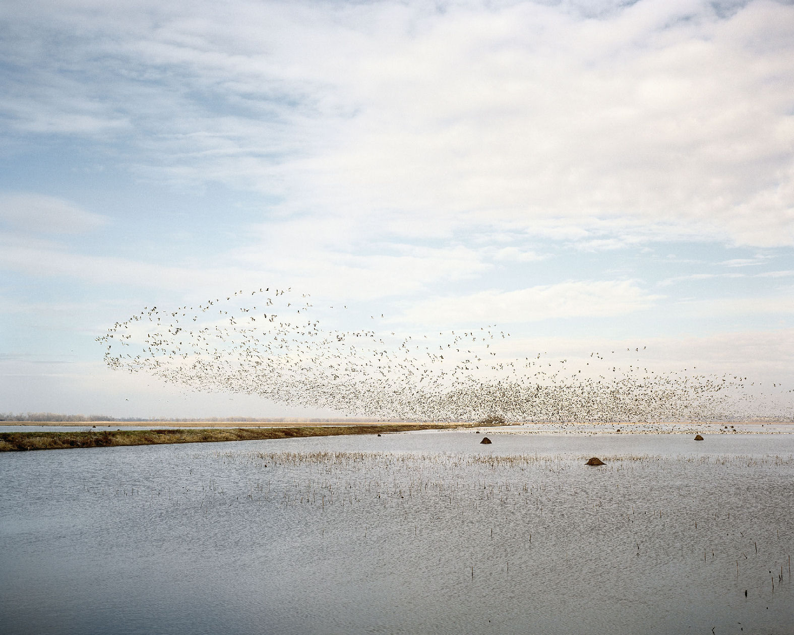 A large flock of birds in flight swarms across a pale sky above a shallow wetland dotted with sparse vegetation and dark rocks. The composition captures the expansive landscape in muted tones of gray, blue, and tan, with the birds forming a dense, dynamic cloud that dominates the upper portion of the frame.