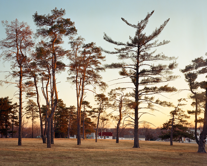 Tall pine trees with sparse foliage stand in a flat, open field during golden hour, their silhouettes backlit against a soft, pale sky. Low structures and distant hills are visible along the horizon line, creating a serene landscape rendered in warm amber and muted earth tones.