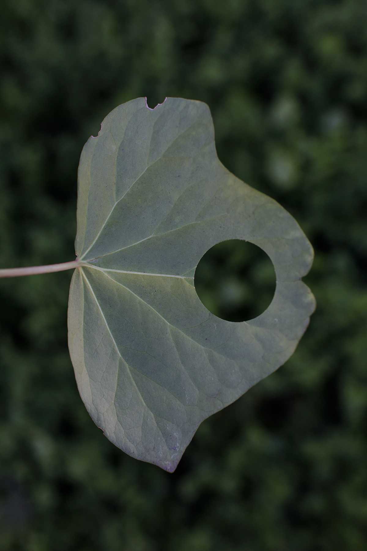 Pale gray-green leaf with deeply lobed edges and a prominent circular hole through its center, backlit against a blurred green foliage background. The translucent leaf reveals delicate veining in soft tones of gray and sage.