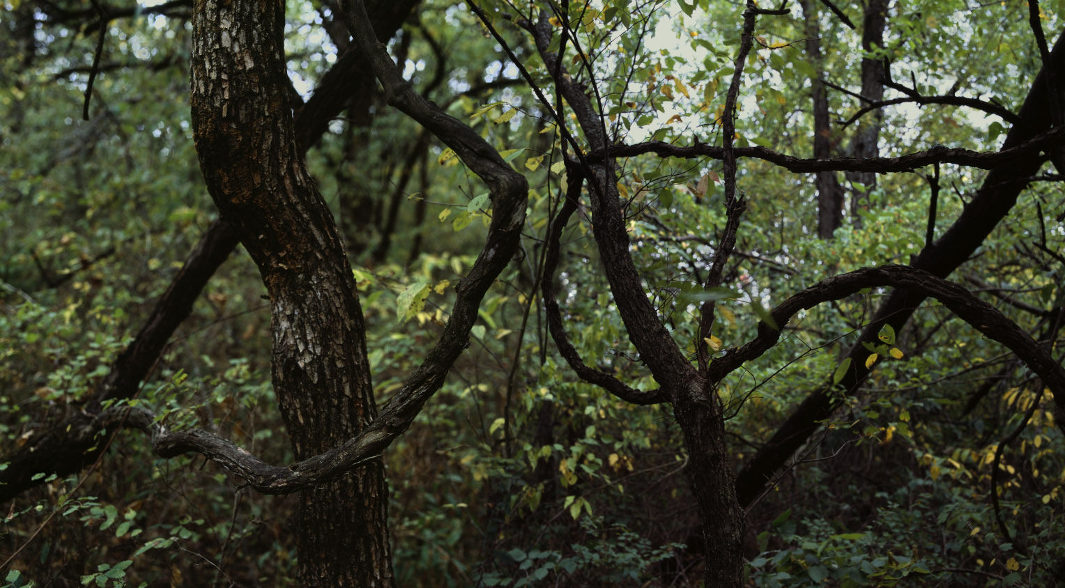 Dense forest interior with gnarled, dark tree trunks and branches creating intricate linear patterns against a canopy of bright green foliage. Dappled light filters through the leaves, creating a moody, atmospheric composition that emphasizes the organic geometry of the interwoven branches.