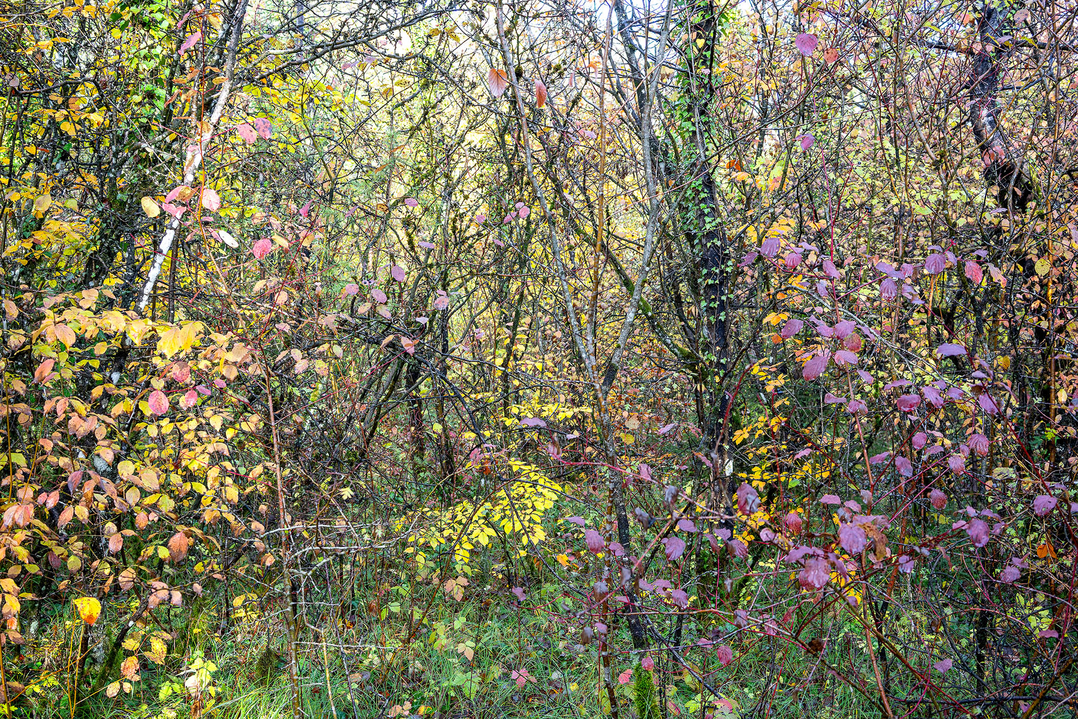 Dense forest undergrowth with intertwining bare branches and slender tree trunks, layered with foliage in vibrant autumn colors—yellows, pinks, purples, and greens—creating a complex, almost abstract composition of overlapping vegetation and light.