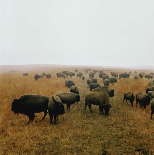 A herd of dark bison scattered across a vast, flat grassland under an overcast sky. The animals graze and move through golden-brown prairie grass that stretches to the horizon, creating a sense of expansive, open terrain.