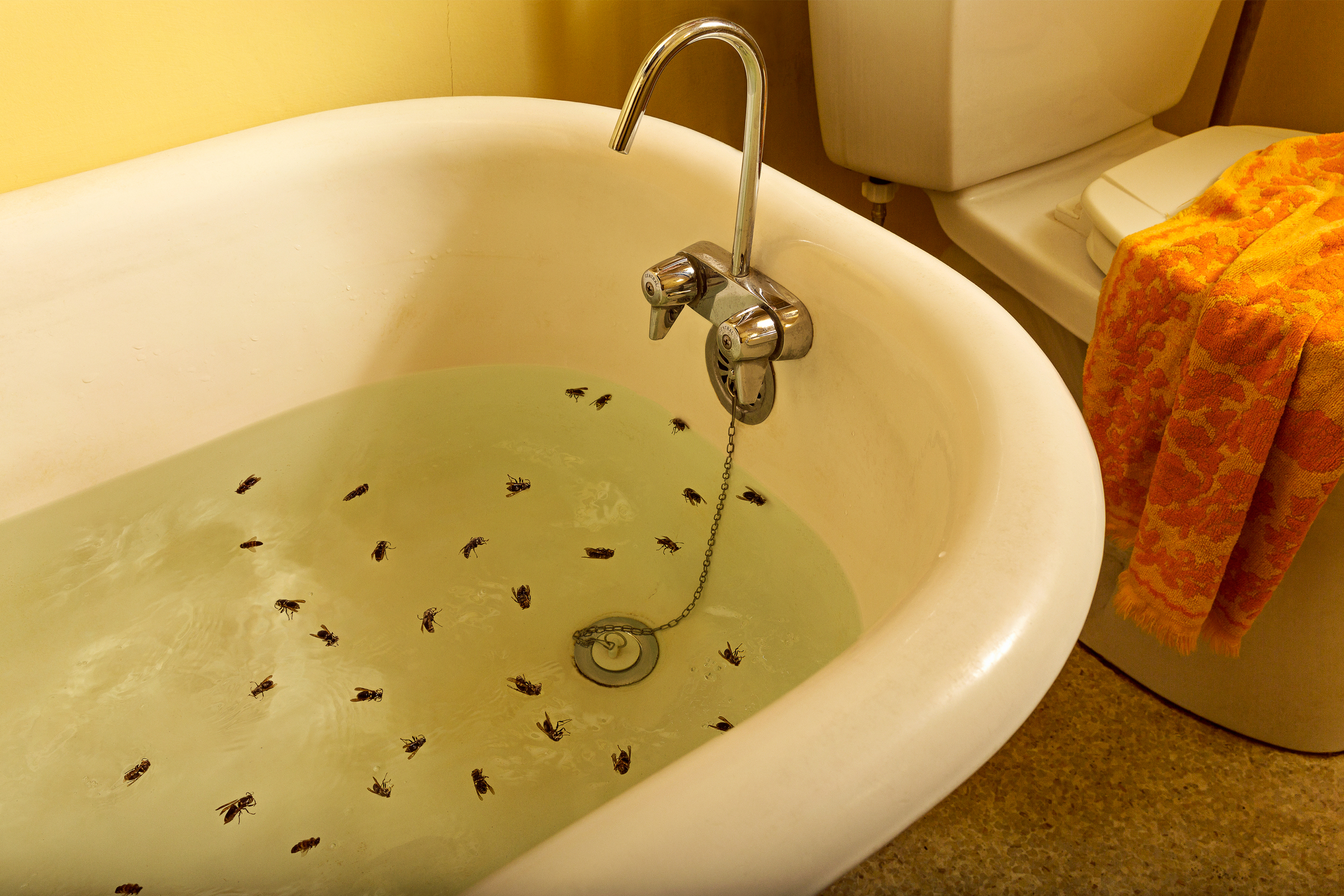 A white bathtub filled with pale greenish water contains dozens of dark insects floating on and just below the surface. Chrome faucet fixtures extend above the tub's rim, while a bright orange and red patterned towel hangs on the right side of the frame against yellow bathroom walls.