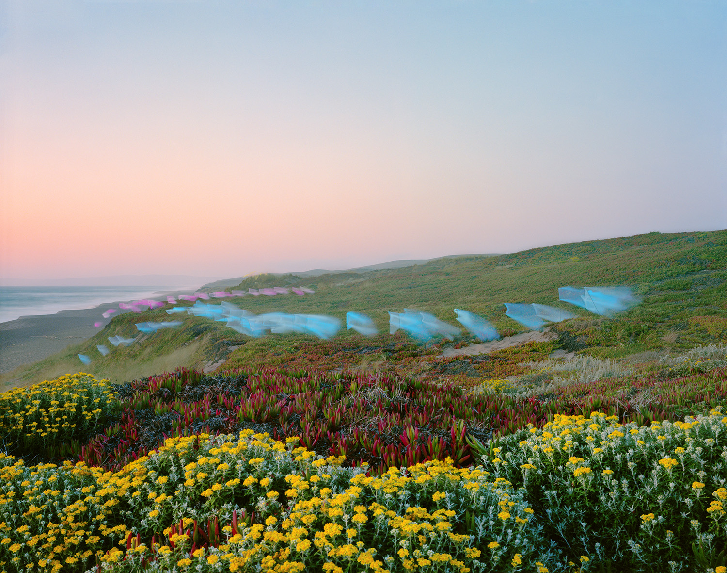Coastal hillside at dusk with wildflowers in the foreground—yellow blooms and reddish plants—overlooking a misty ocean. Blue and pink translucent fabric panels are arranged across the grassy slopes, creating geometric forms that contrast with the natural landscape.