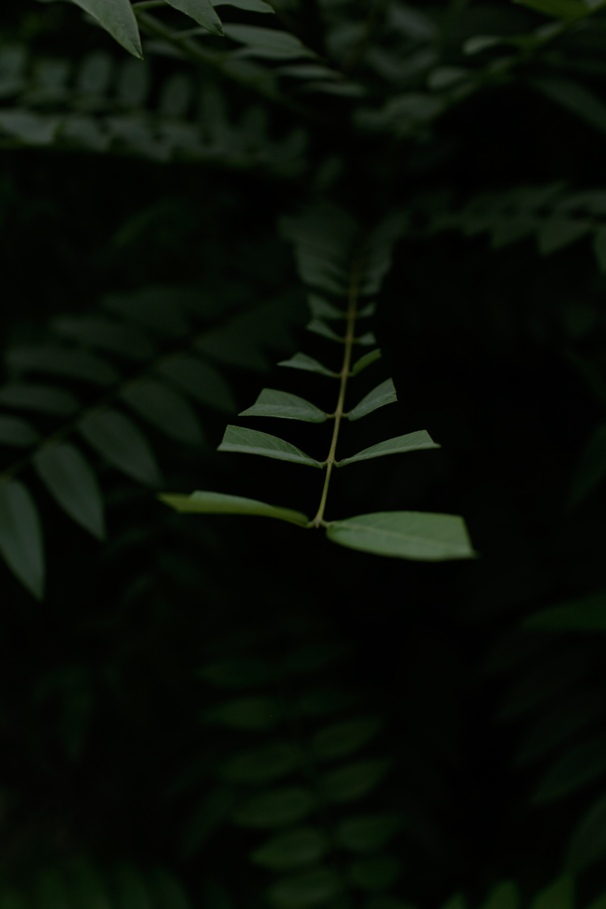 A delicate green fern frond with paired leaflets arranged along a slender stem, illuminated against a dark, shadowy background that emphasizes the translucent quality of the foliage.