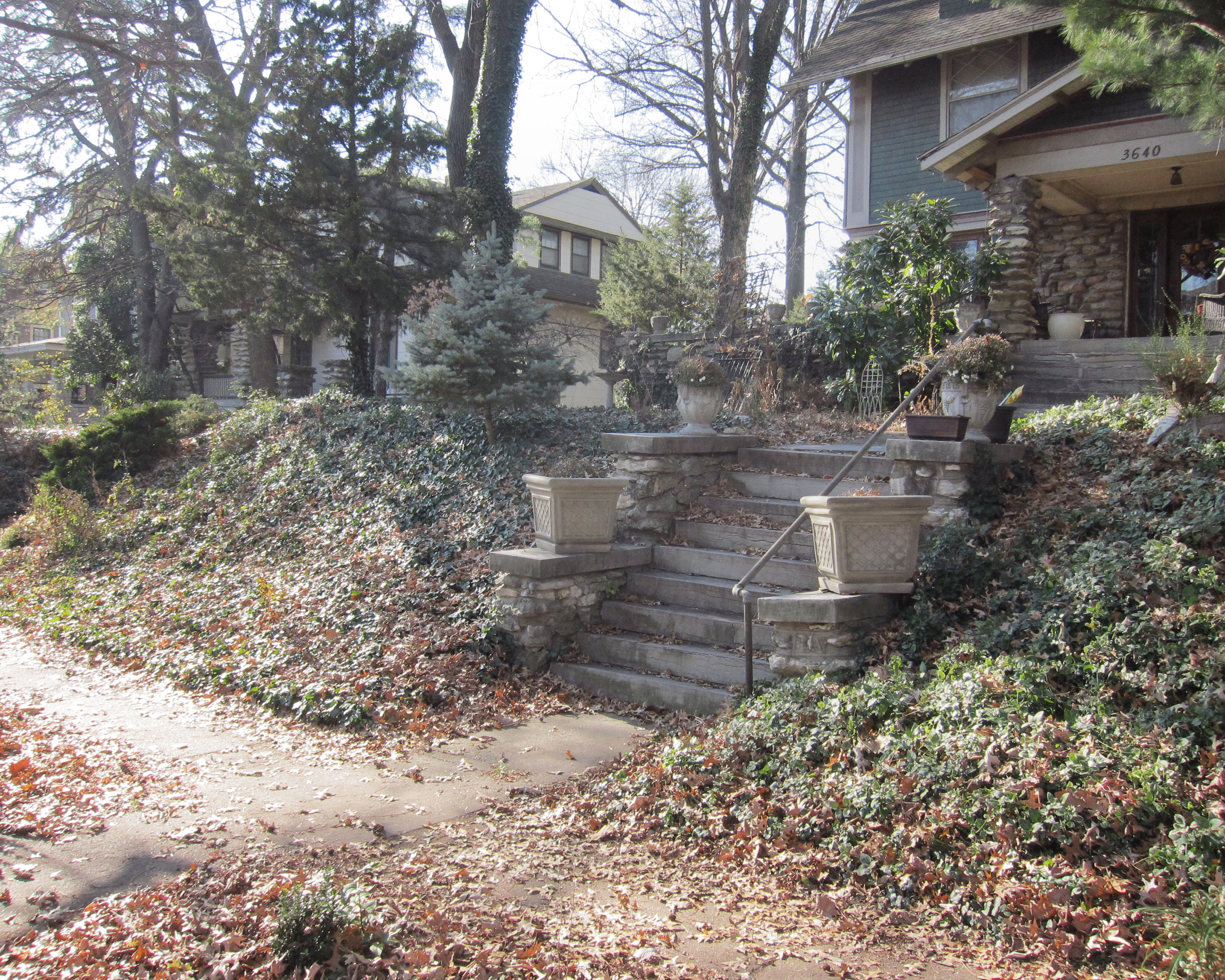Residential front yard with stone steps leading to a house entrance, flanked by evergreen shrubs and ivy-covered hedges. Bare deciduous trees frame the scene, with fallen autumn leaves scattered across the ground and neighboring houses visible in the background.