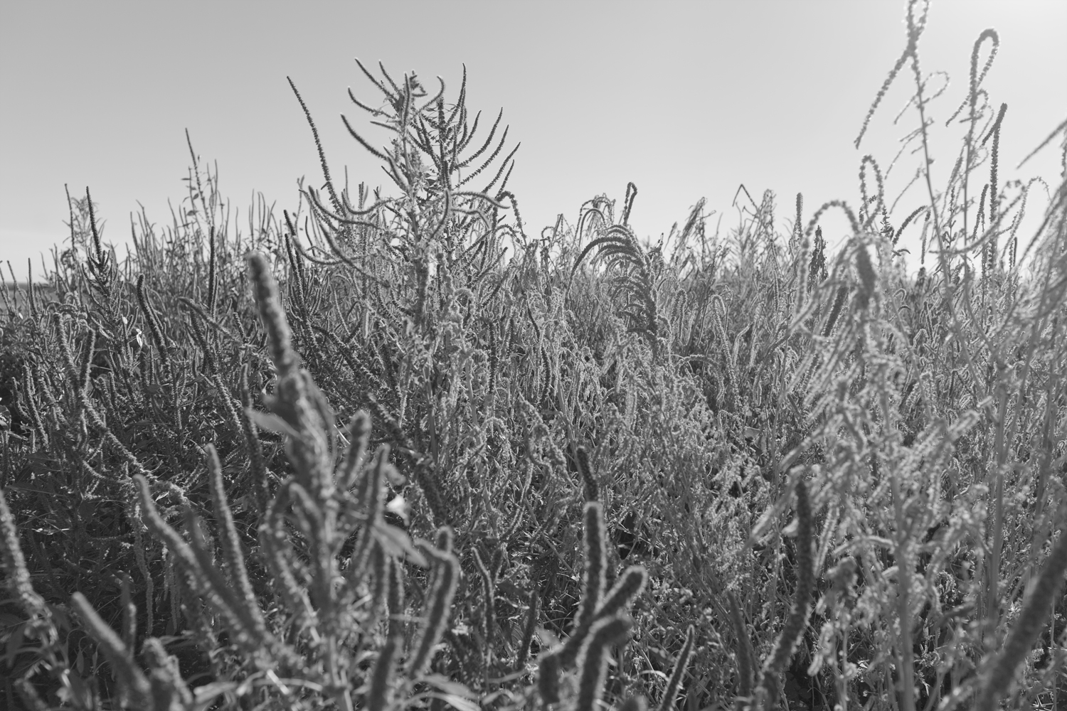 Black and white photograph of a dense field of wild plants and grasses extending toward the horizon, shot at ground level with selective focus that blurs foreground stems while revealing layered depth across the composition.