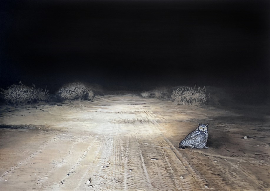 A barn owl sits alone on a sandy, tire-tracked road at night, illuminated by harsh artificial light. Frost-covered shrubs and vegetation border both sides of the desolate landscape beneath a dark sky.
