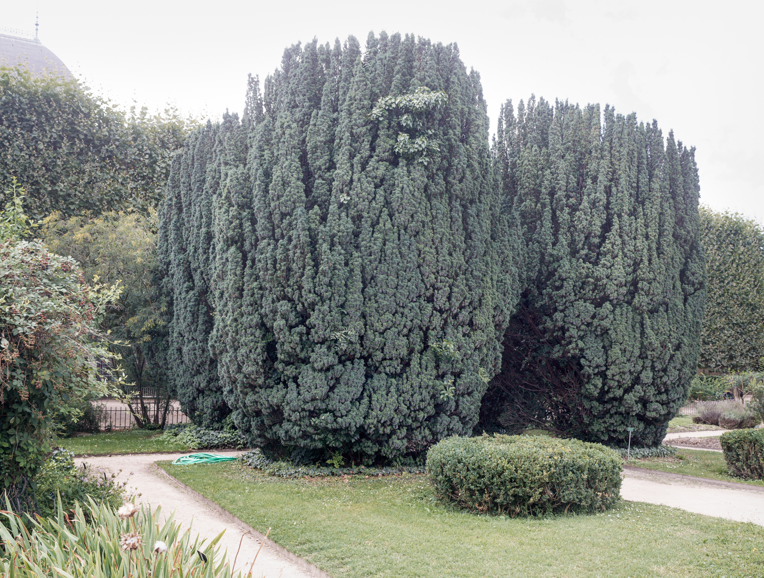 A garden landscape dominated by towering, columnar evergreen trees with dense blue-green foliage, framed by winding pathways, manicured hedges, and surrounding vegetation under an overcast sky.