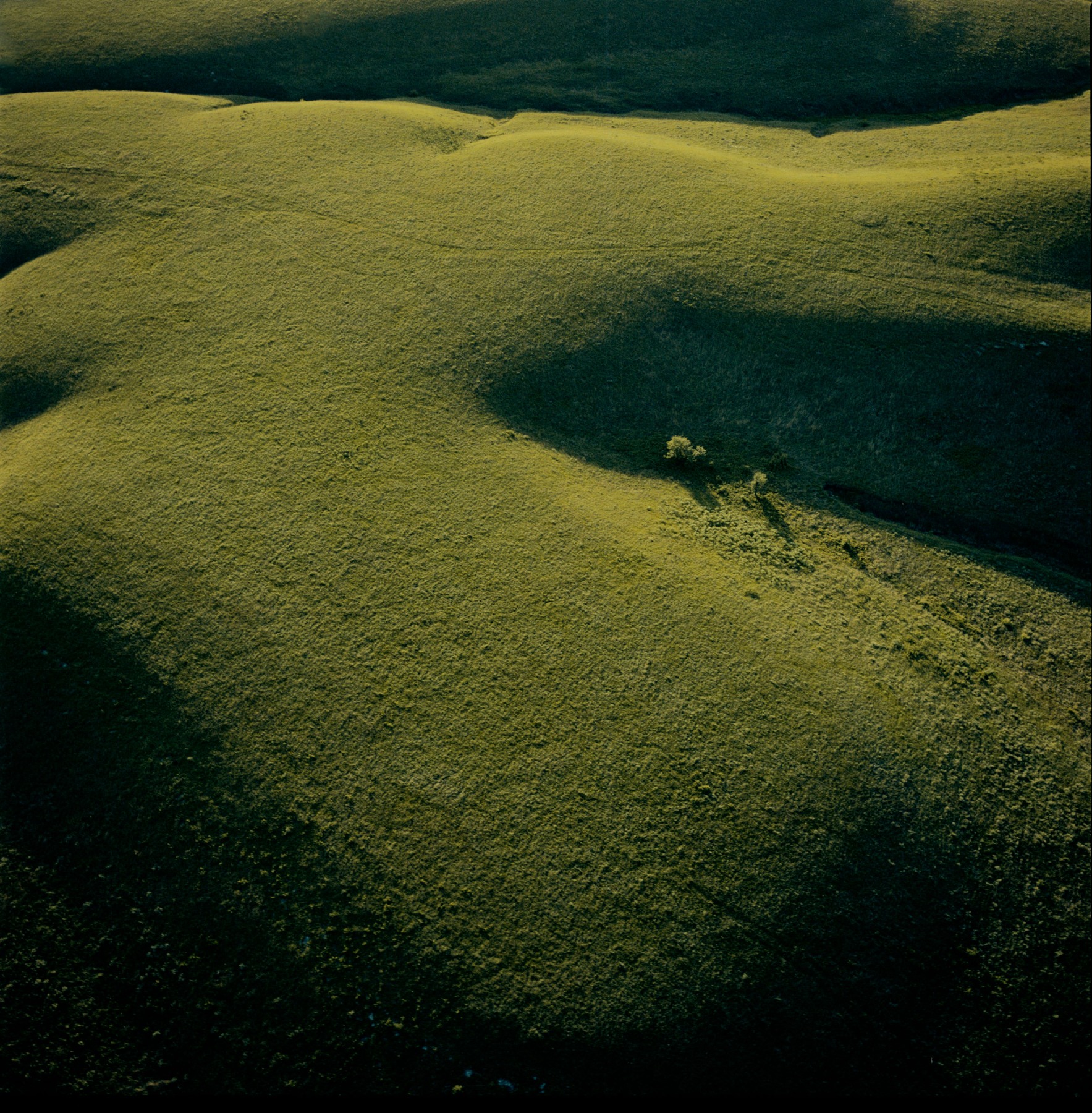 Aerial view of undulating grassland with rolling hills in shades of yellow-green and deep green, featuring a small cluster of trees nestled in a shadowed valley, creating a striking contrast between sunlit and shadowed terrain.