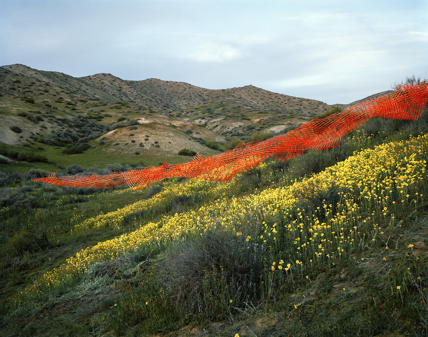 Vibrant orange safety fencing curves across a hillside landscape, contrasting with dense yellow wildflowers in the foreground and rolling hills of sparse vegetation in soft greens and browns under an overcast sky.