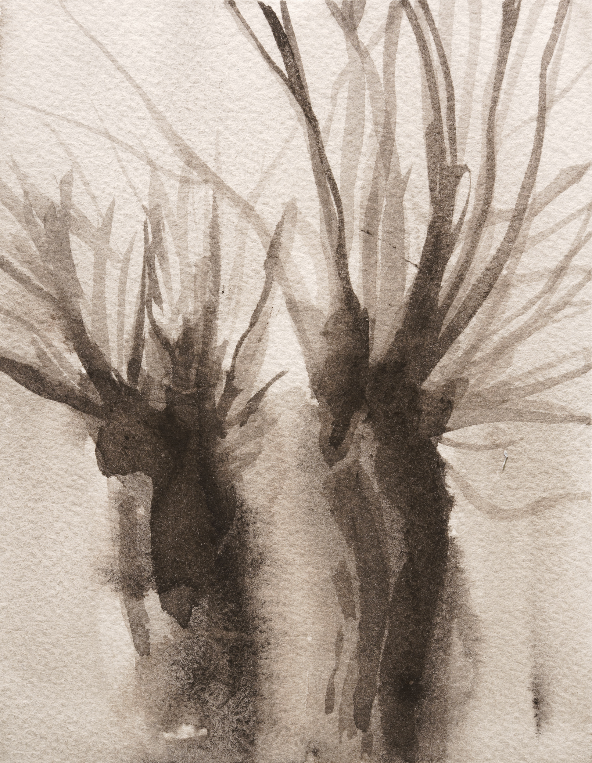 A delicate monochromatic composition depicting two plant forms with spiky, radiating leaves rendered in soft washes of gray and brown tones on textured paper. The organic shapes emerge from darker bases and fade into the pale background, creating an ethereal, botanical study with subtle gradations of tone.