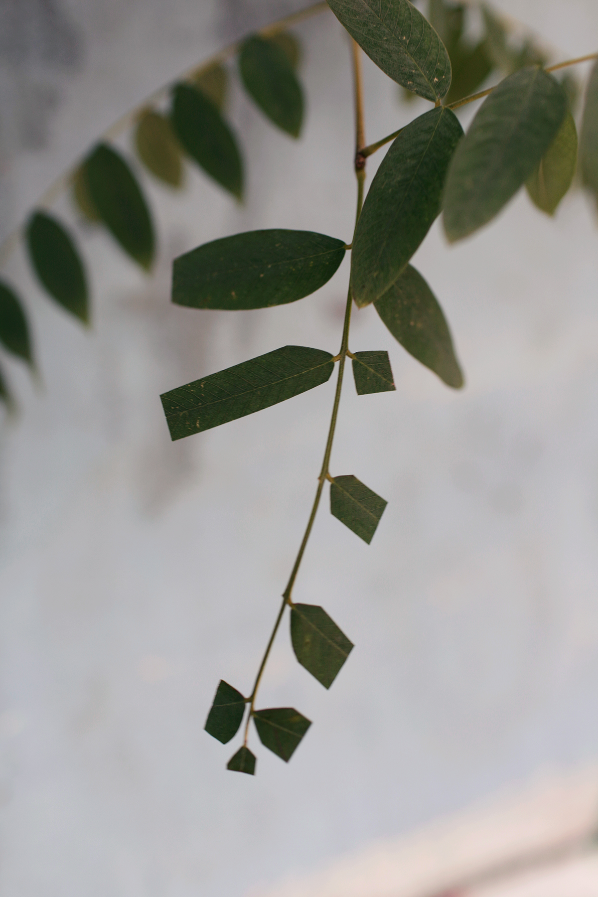 A delicate branch with small green leaves arranged in alternating patterns against a soft, neutral background. The composition emphasizes the graceful arc of the stem and the subtle gradations of light filtering through the foliage.