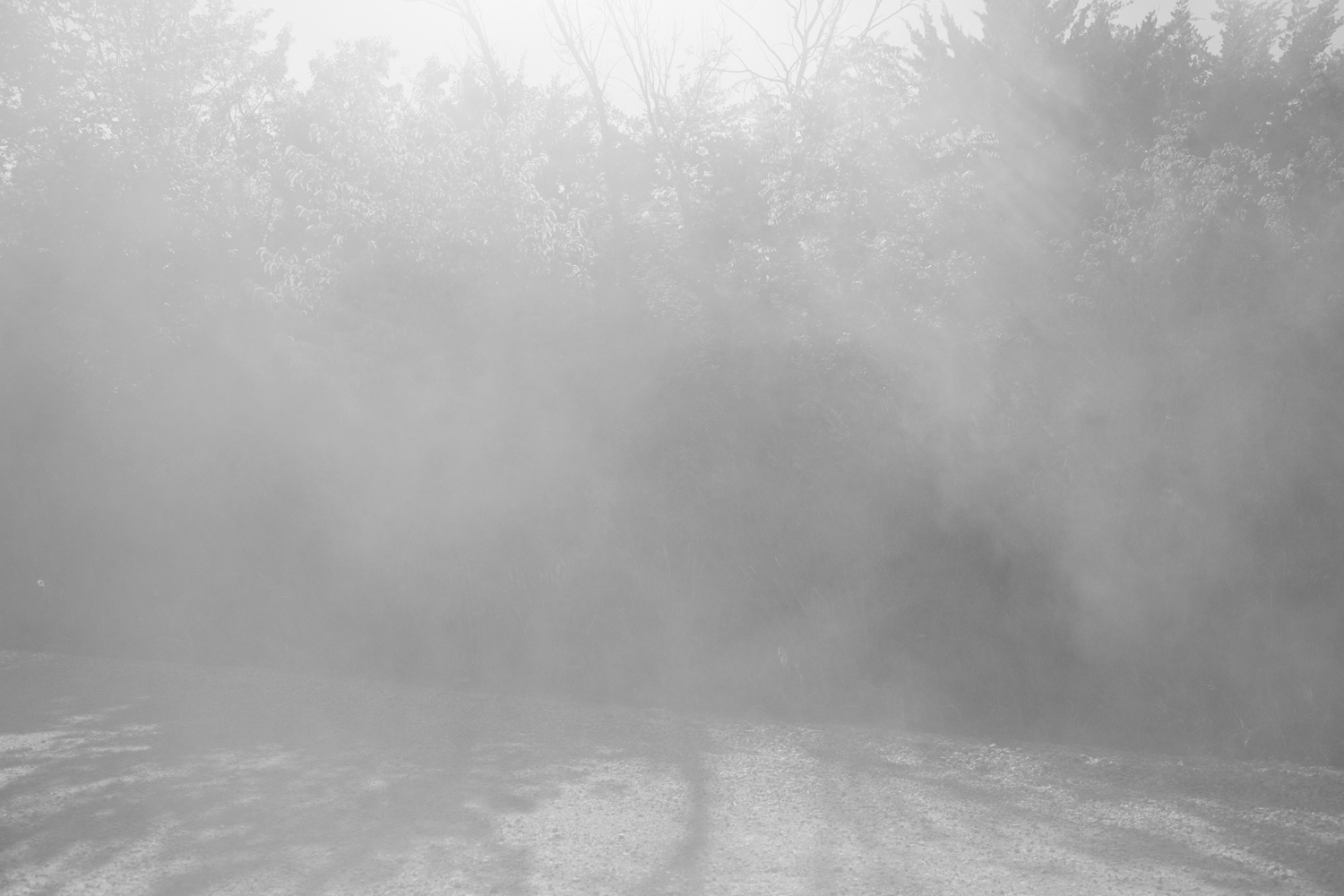 A monochromatic landscape obscured by heavy fog or mist, with evergreen trees barely visible along the top edge and a misty road or clearing in the foreground. The composition is dominated by soft, diffused white and gray tones that create an atmospheric, dreamlike quality with minimal visual distinction between sky, trees, and ground.