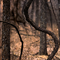 Gnarled, serpentine vines curve through a forest of dark tree trunks, their twisted forms rendered in warm brown and amber tones against a muted background of bare woodland.