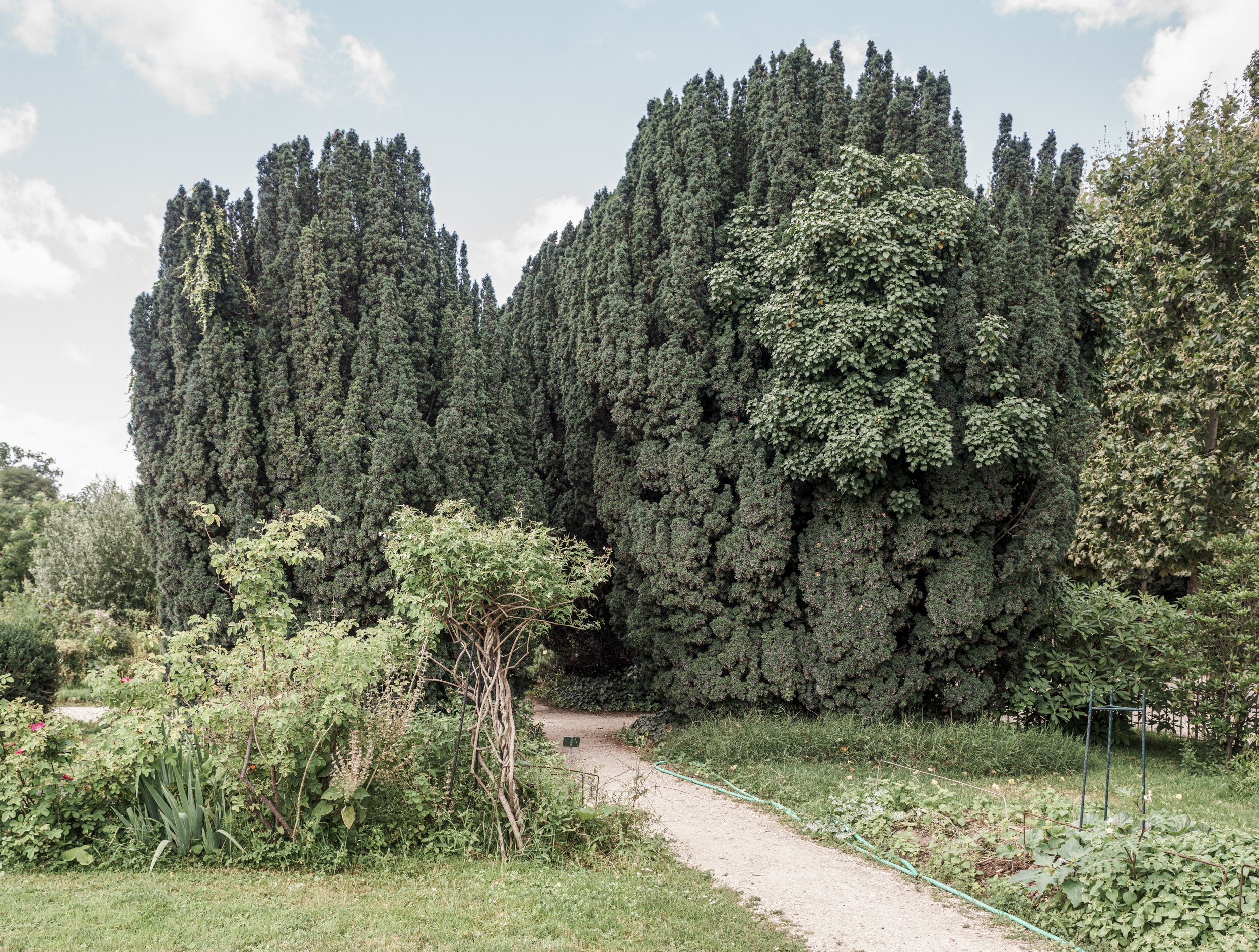A garden pathway winds through cultivated beds toward a dense grove of tall, columnar evergreen trees. The composition contrasts the manicured foreground—with climbing vines, metal supports, and neatly bordered plantings—against the towering, dark green conifers that dominate the background, creating a sense of depth and enclosure beneath a pale sky.
