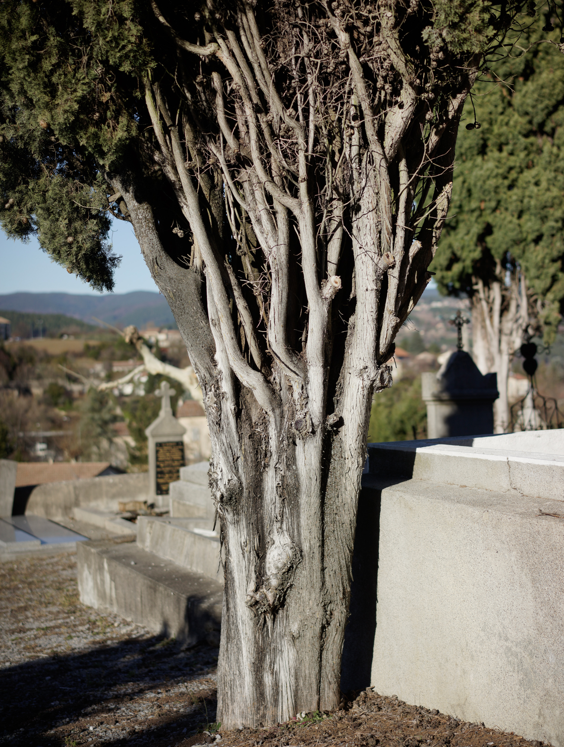 Gnarled tree trunk with pale, peeling bark stands in the foreground of a hillside cemetery, its twisted branches laden with dry vines and vegetation. Beyond the tree, weathered stone graves and crosses recede into a valley landscape under clear sky, creating layers of depth through the Mediterranean terrain.