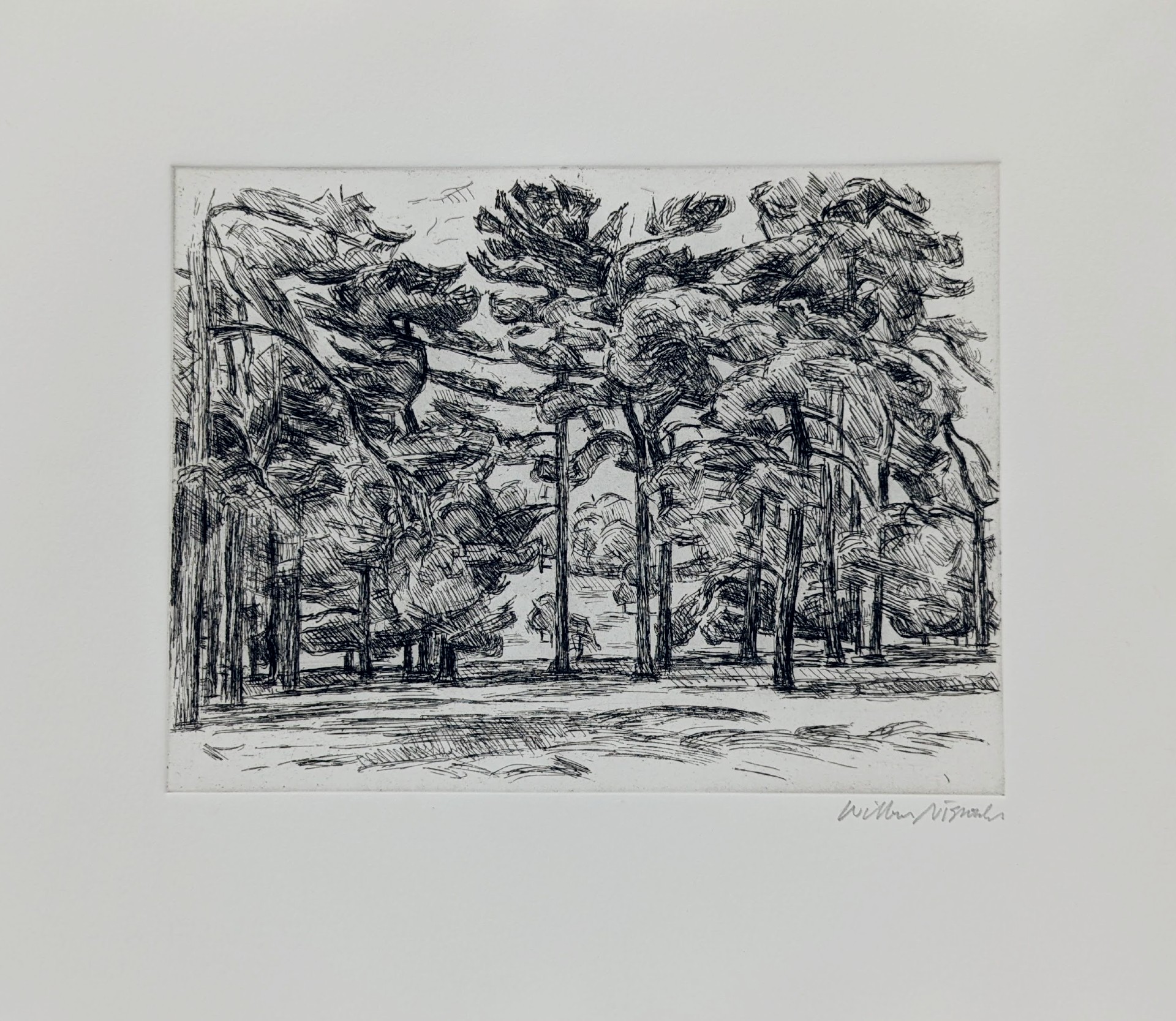 Black ink etching on white paper depicting a forest scene with tall pine trees receding into the distance, their trunks rendered in bold vertical lines while the canopy above is densely hatched with expressive, gestural marks suggesting foliage and atmosphere. The foreground shows an open ground plane, creating depth through the linear perspective of the tree-lined composition.