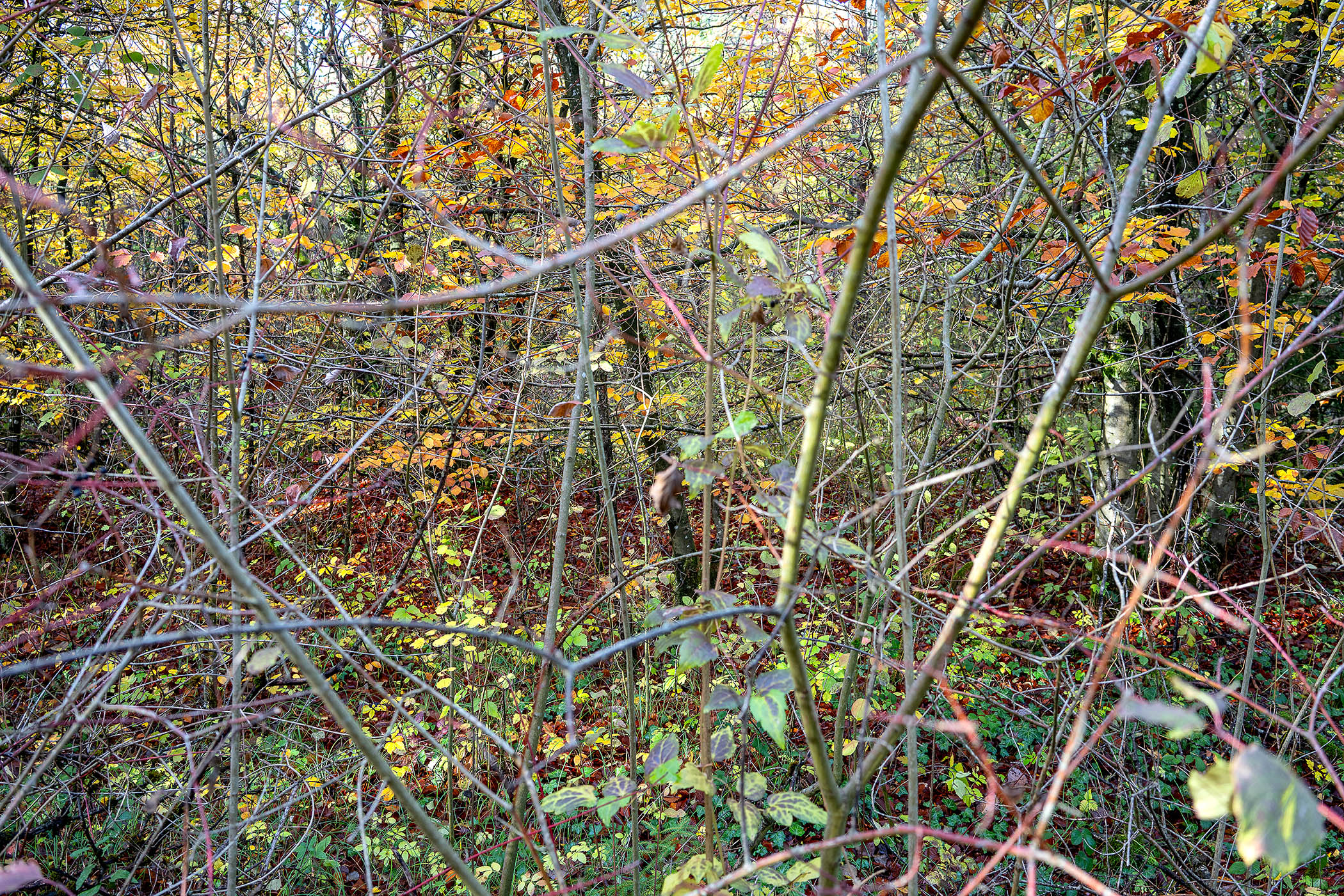 Dense autumn foliage viewed through a chain-link fence, with branches and leaves in shades of yellow, orange, red, and green creating a layered, textured composition. The fence creates a geometric grid pattern that contrasts with the organic tangle of vegetation behind it.