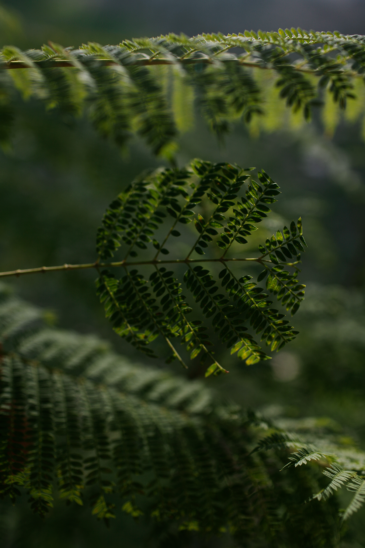 Close-up photograph of delicate fern fronds illuminated by soft, filtered light. Multiple layered sprigs with fine, feathery leaflets in vibrant lime and dark green tones are arranged in sharp focus in the foreground, with additional fronds blurred in the background, creating depth against a soft gray-green atmosphere.