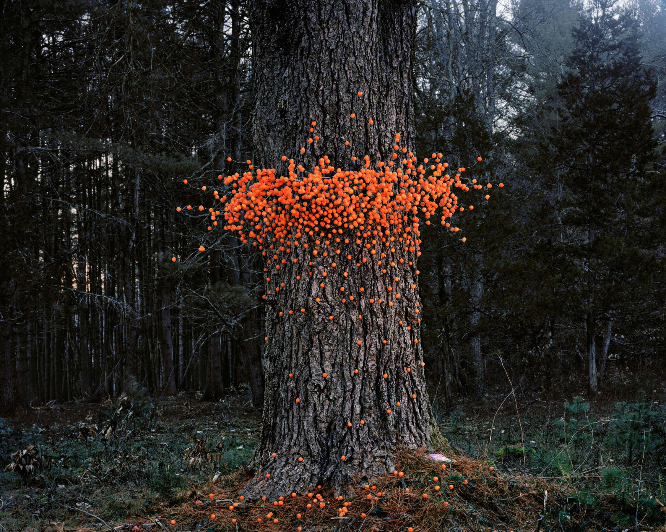 A towering tree trunk in a dense forest is covered with hundreds of bright orange spherical objects that cluster densely around the middle section and scatter upward and downward along the bark, creating a striking contrast against the dark wood and surrounding evergreen forest.