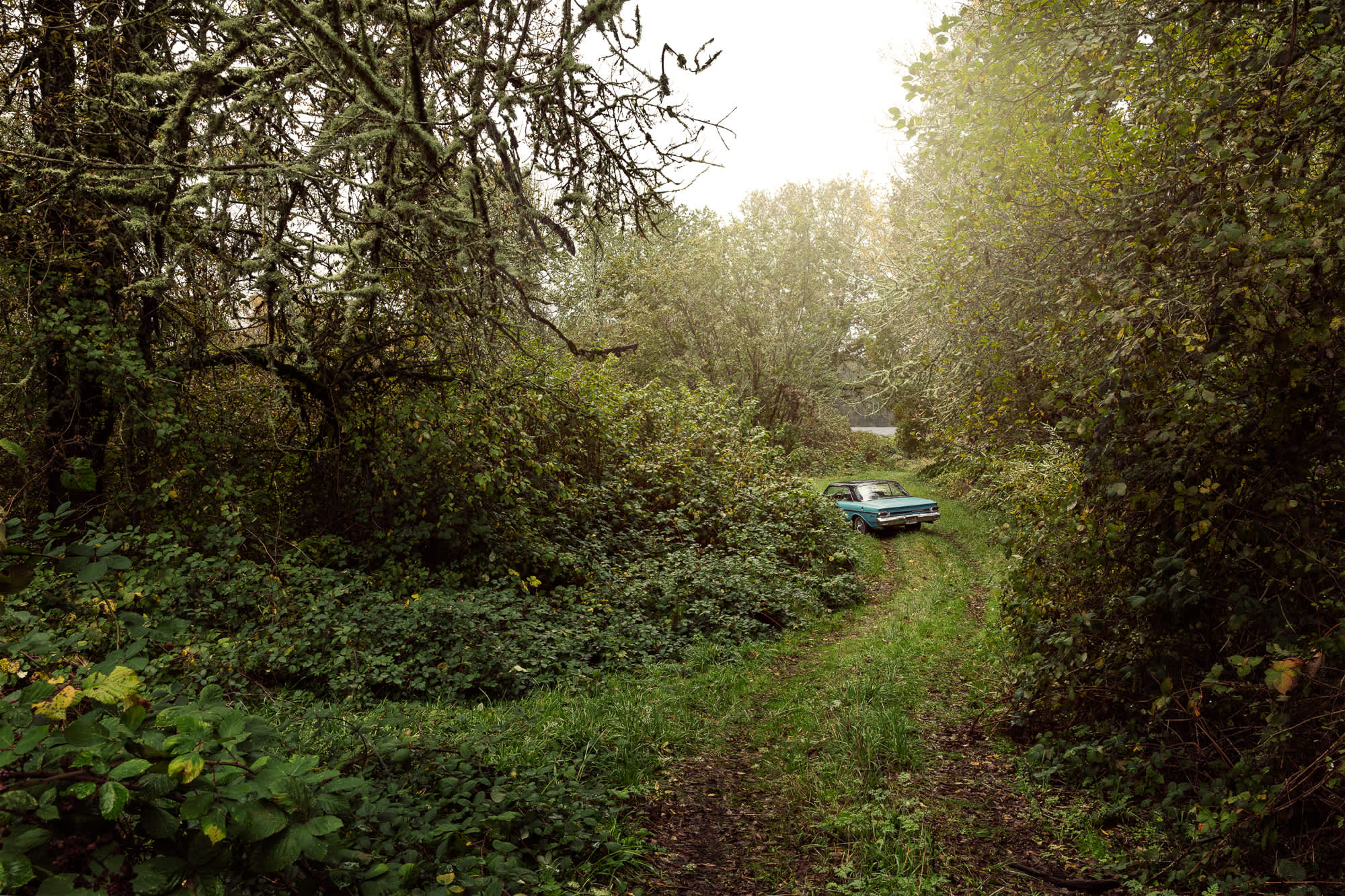 An abandoned teal-colored sedan sits overgrown with vegetation in a tree-lined clearing, surrounded by dense green foliage and undergrowth on all sides.