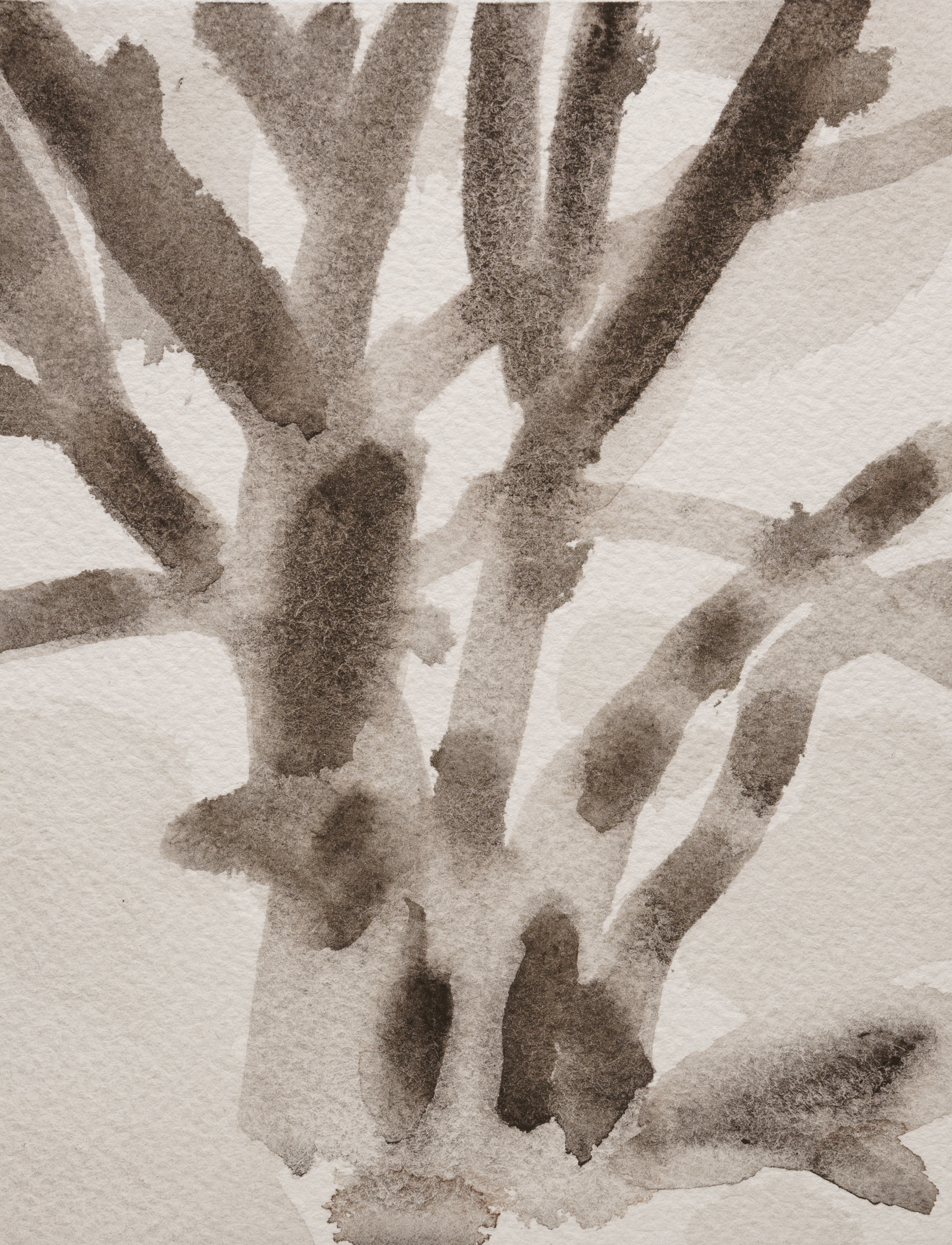Monochromatic watercolor painting of a columnar cactus rendered in soft, muted tones. Multiple upright stems branch from a central base against a pale background, created with loose, atmospheric brushwork that emphasizes the plant's organic form and sculptural quality.