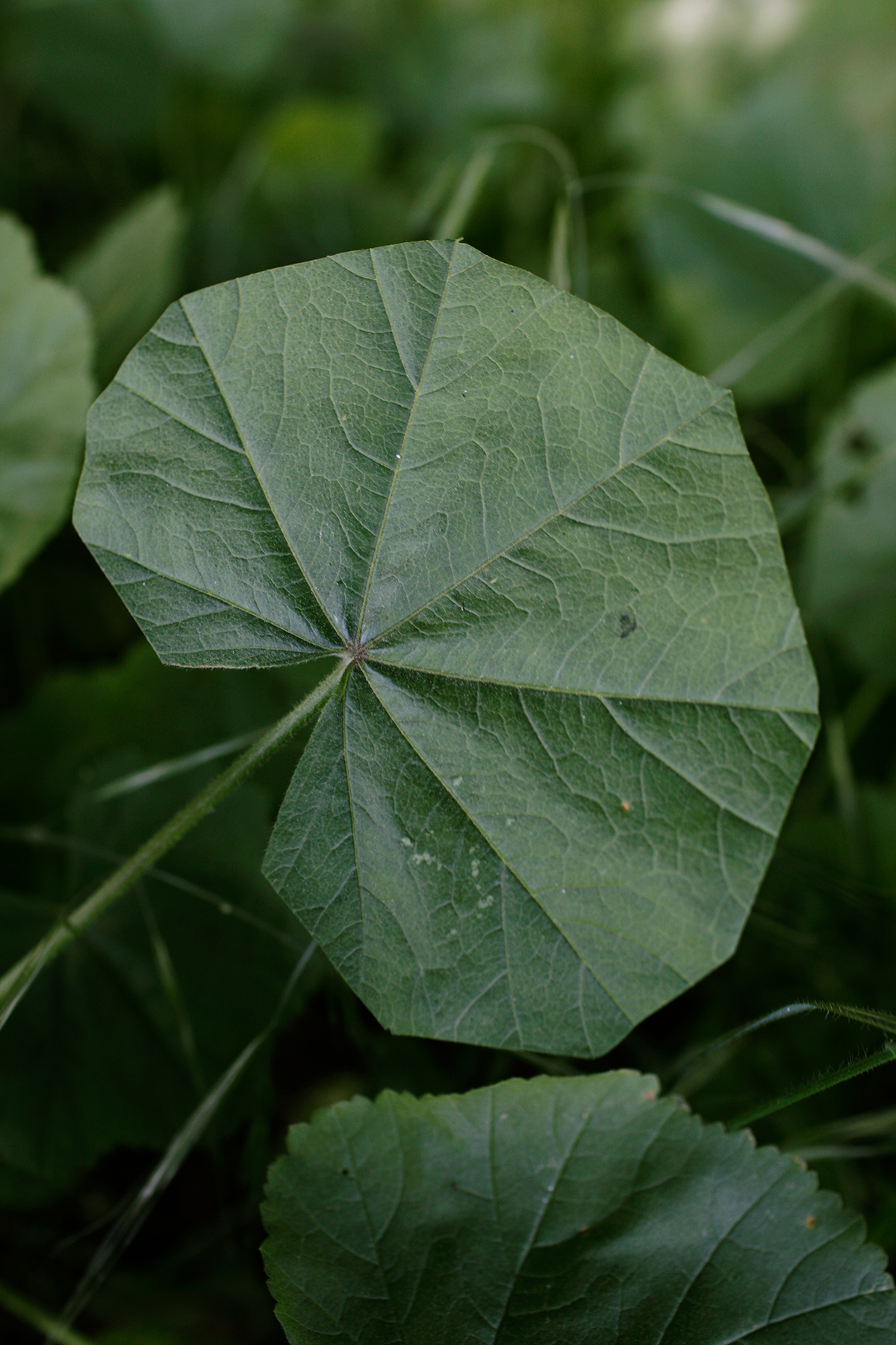 Close-up of a round, pale green leaf with radiating veins converging at its center, set against softly blurred foliage in the background. The leaf's delicate texture and geometric pattern dominate the composition in natural daylight.