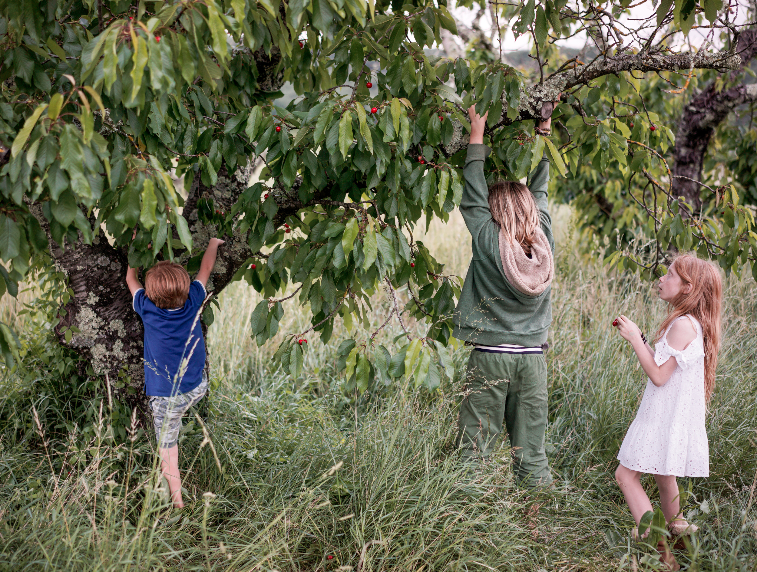 Three children reaching upward into the branches of a fruit-bearing tree in an overgrown field, their arms extended toward red berries among green foliage. The composition captures a moment of natural interaction framed by dense vegetation and soft, diffused natural light.