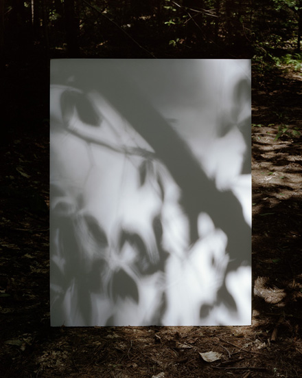 Black and white photograph of leafy foliage with dappled light and shadow, mounted on dark earth or forest ground, creating a layered composition that merges the printed image with its natural surroundings.