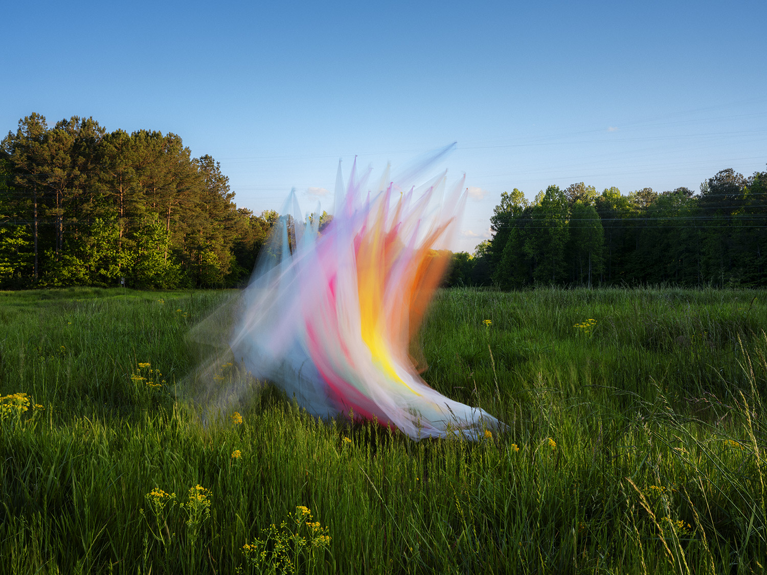 A burst of colored powder—white, pink, yellow, and orange—explodes upward in a field of green grass dotted with yellow wildflowers, with dense tree lines visible in the background under a clear blue sky.