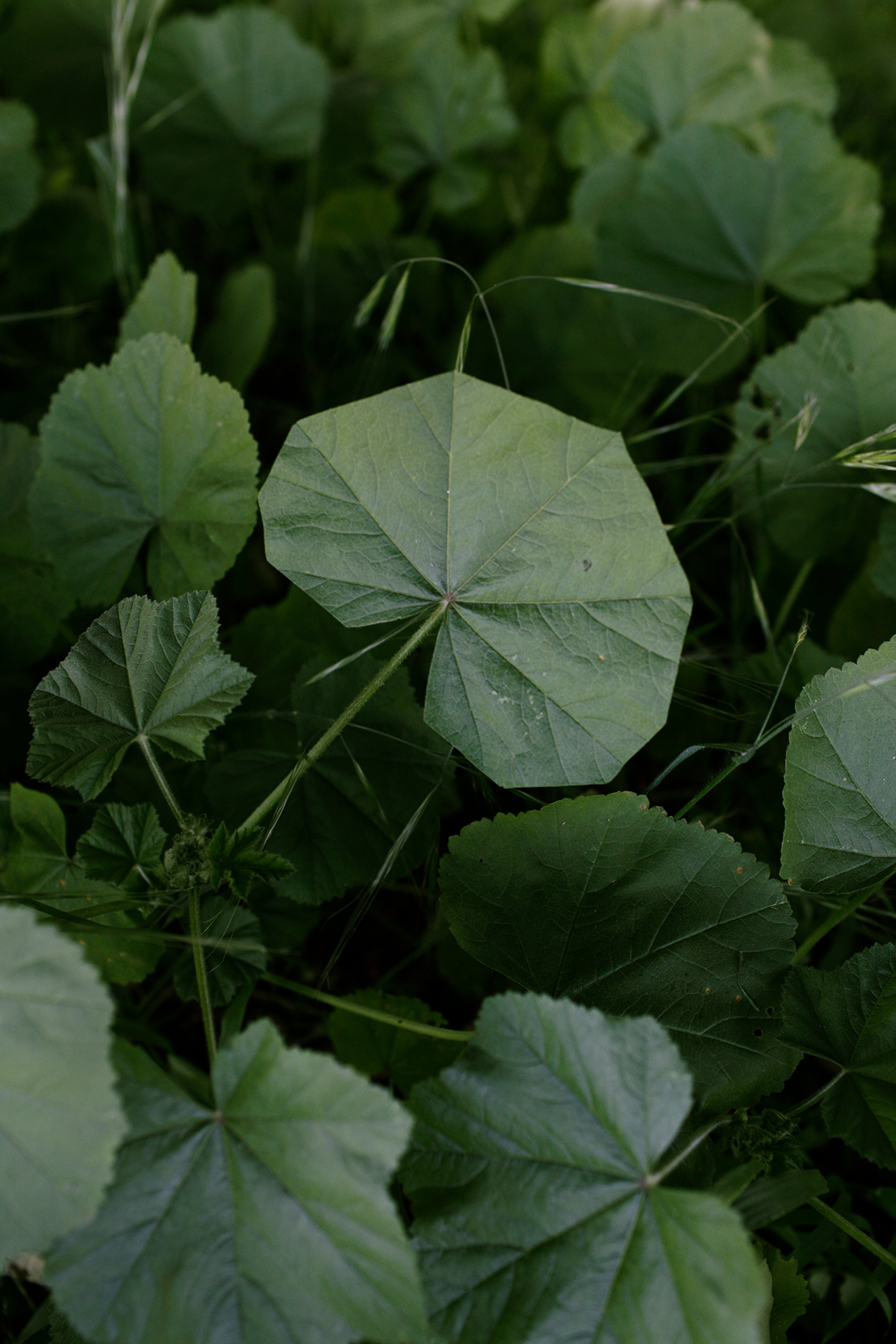 Close-up view of layered green foliage with delicate, translucent leaves radiating from thin stems. The composition emphasizes subtle variations in leaf tone and texture, creating depth through overlapping botanical forms against a soft, blurred background.