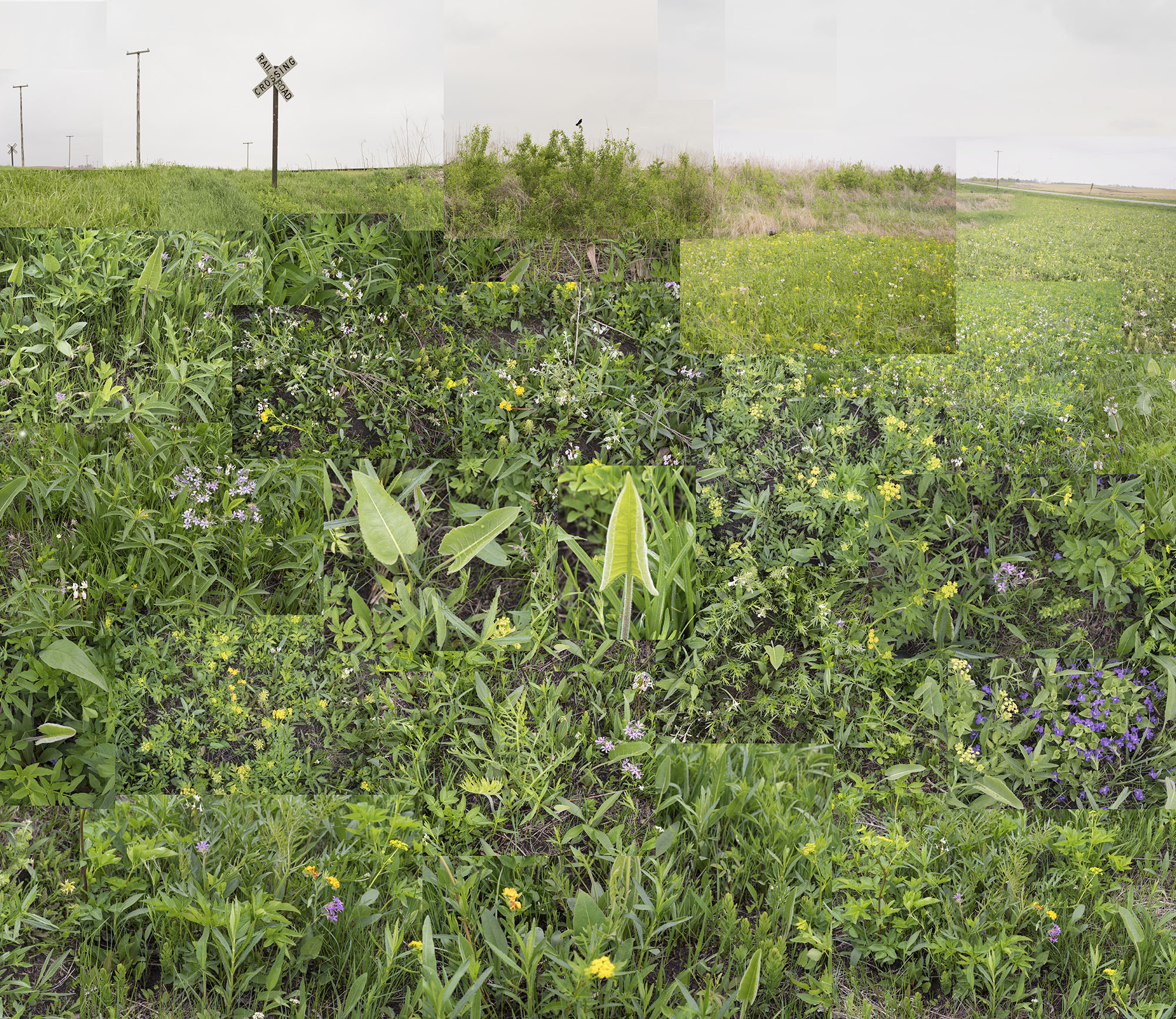 Dense wildflower meadow with purple, yellow, and white blooms interspersed among green grasses and broad-leafed plants. Utility poles and power lines recede across the flat landscape beneath an overcast sky.
