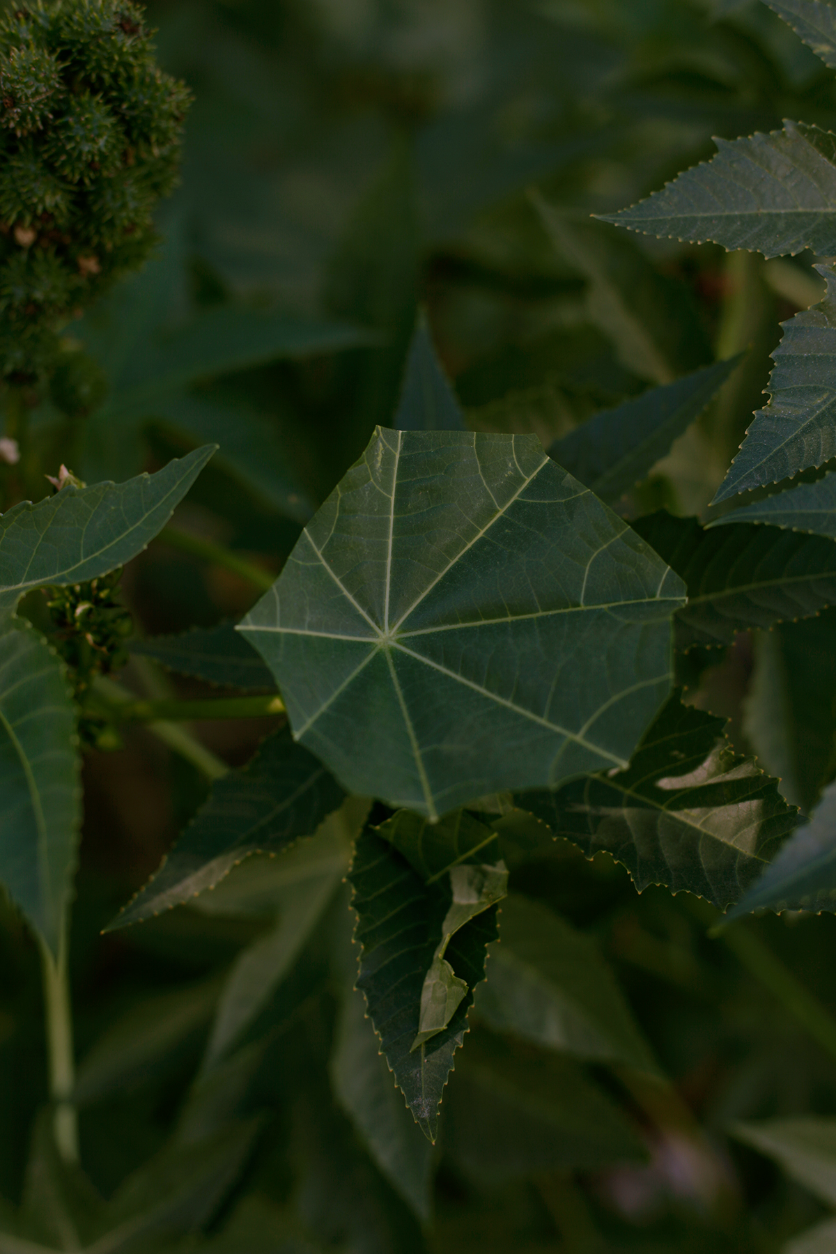 Close-up of layered green leaves with serrated edges and visible veining, backlit to reveal translucent quality. The central leaf displays a geometric pattern of radiating lines creating a diamond-like structure within its organic form.