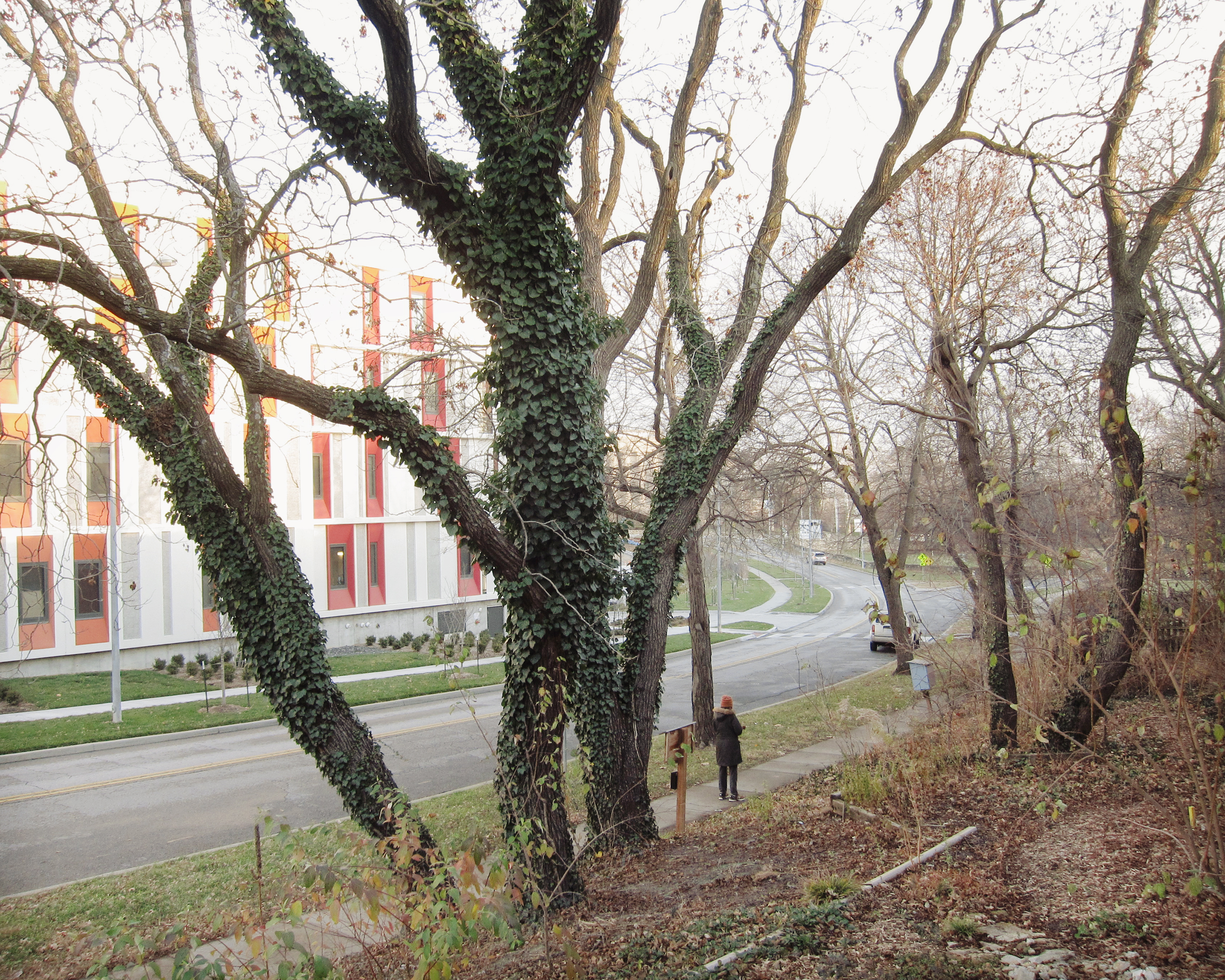 Large bare trees with ivy-covered trunks frame a contemporary building with red and white striped facade visible across a curved road. A solitary figure stands on the sidewalk beneath the trees in this autumn landscape.